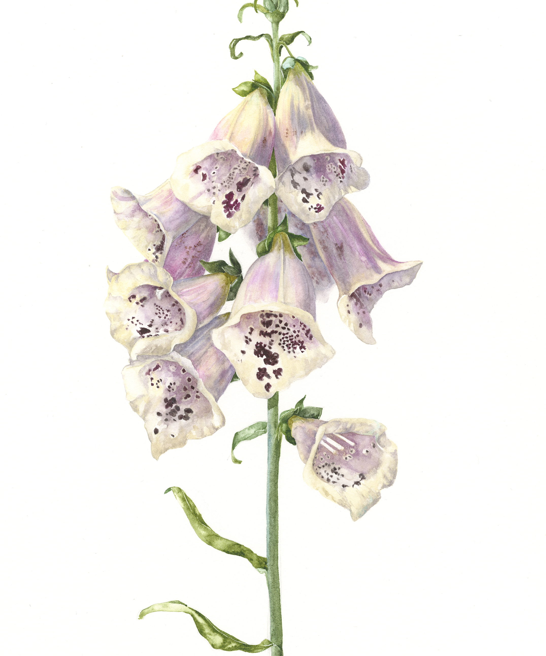 Foxglove 'excelsior' Sherbet Lemon