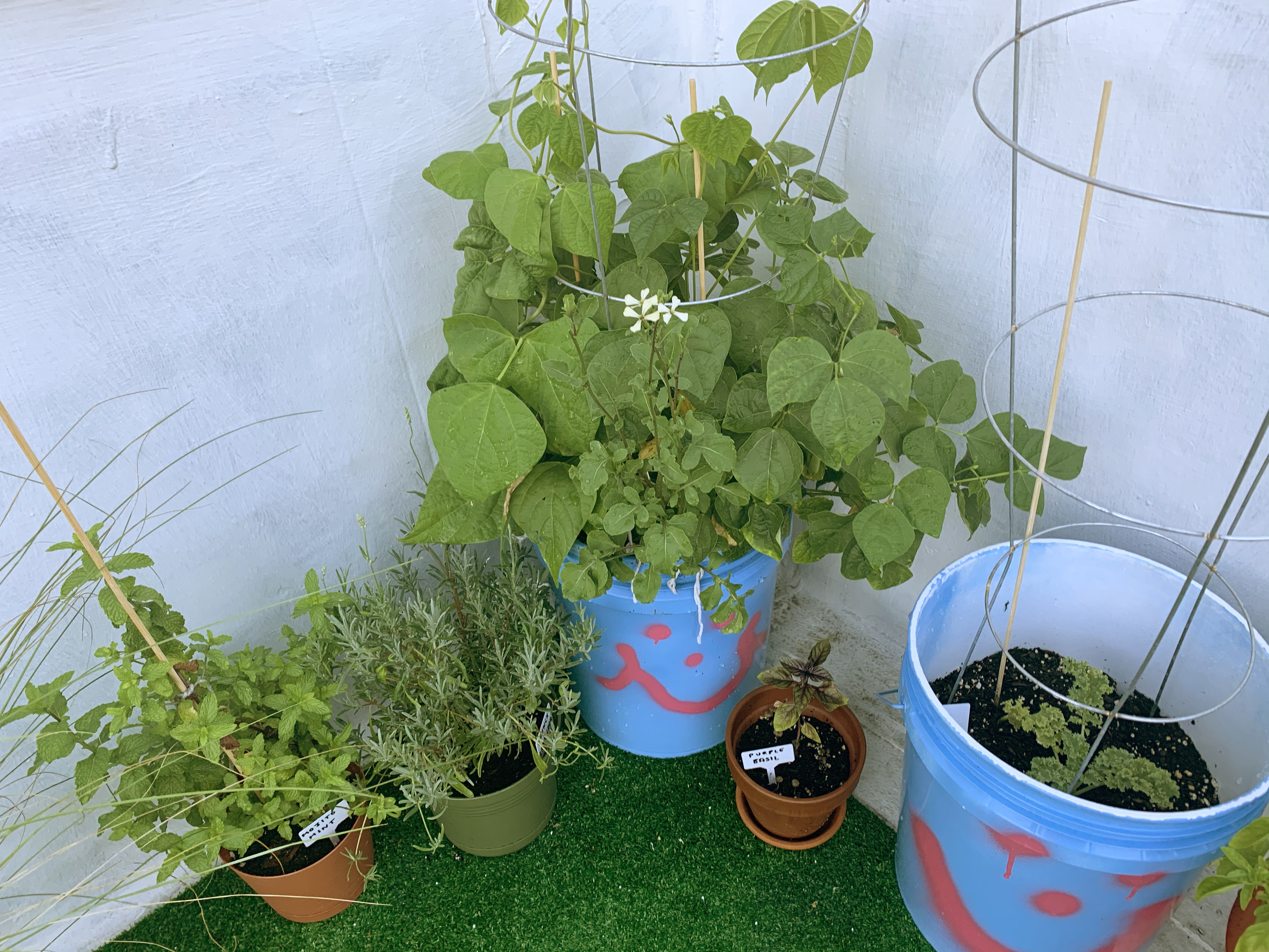 Mint, lavender, beans, argulua, purple basil, kale.