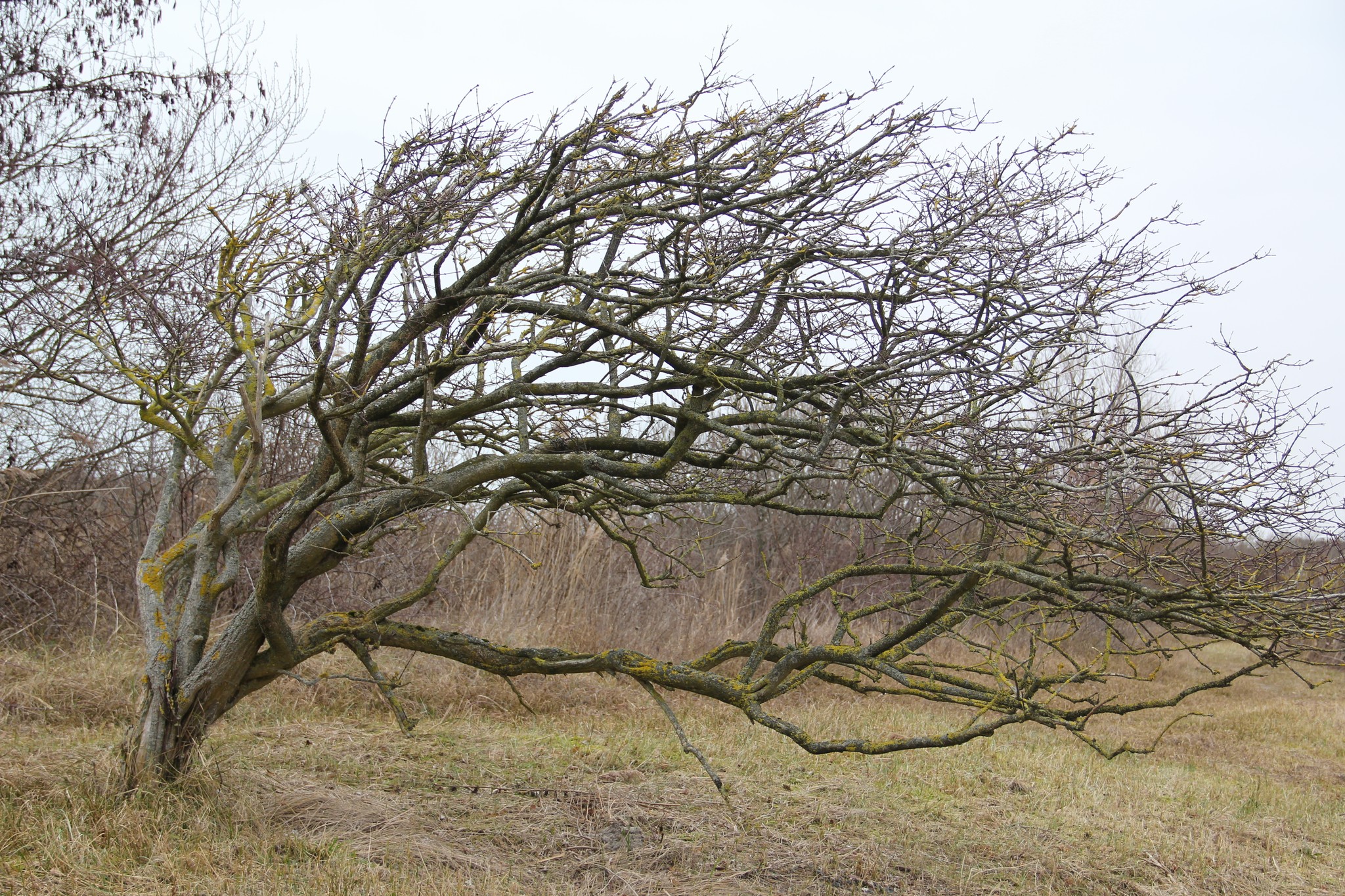 Meijendel, February, 2023