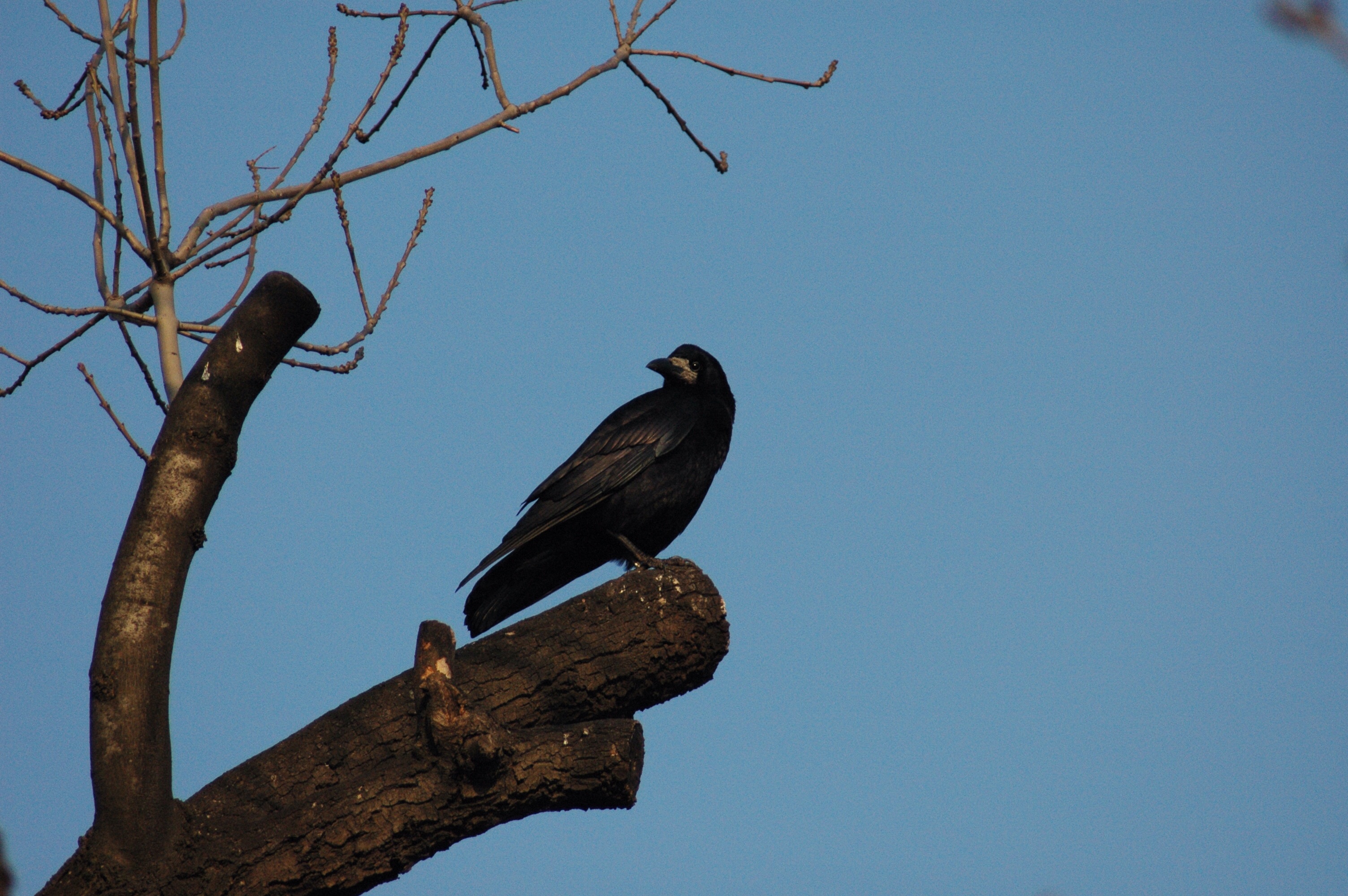 19.12.2014, Orta Bahçe