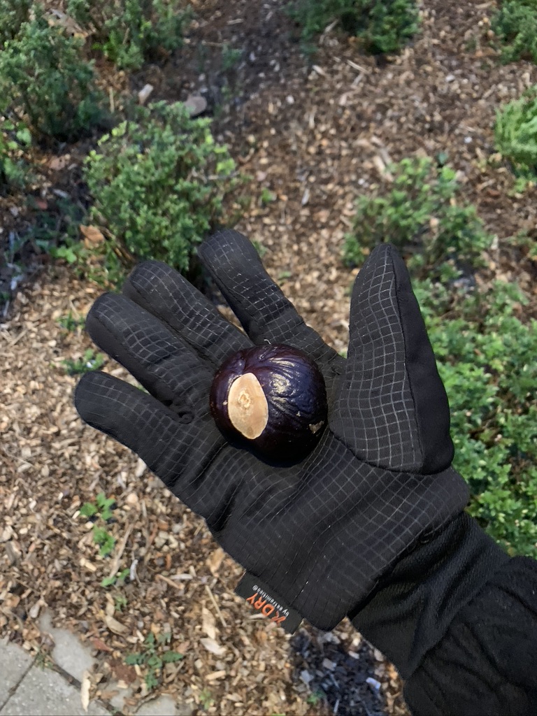 Enjoying autumn's treats