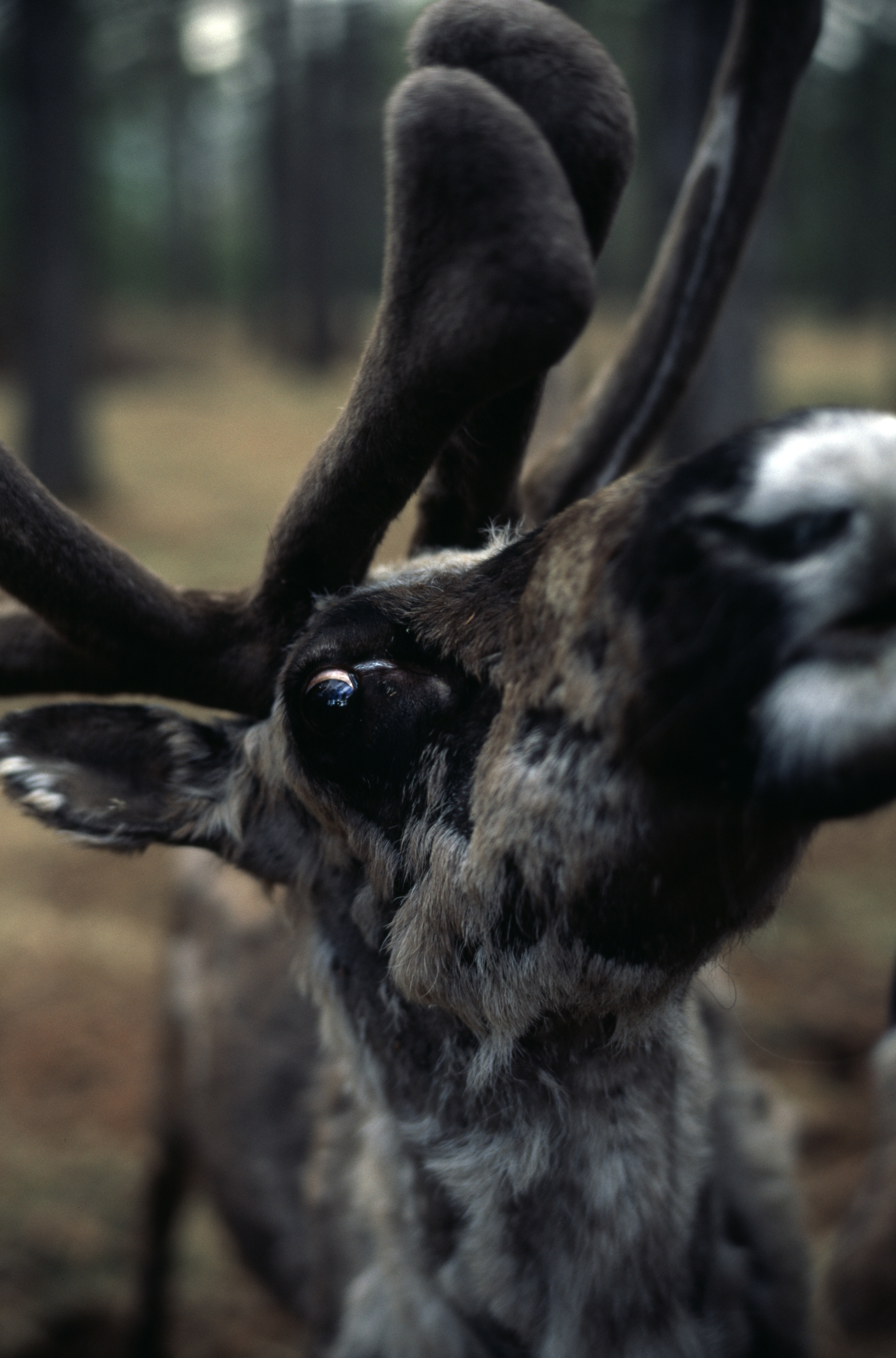 Reindeer, feeding on their usual diet of moss and mushrooms