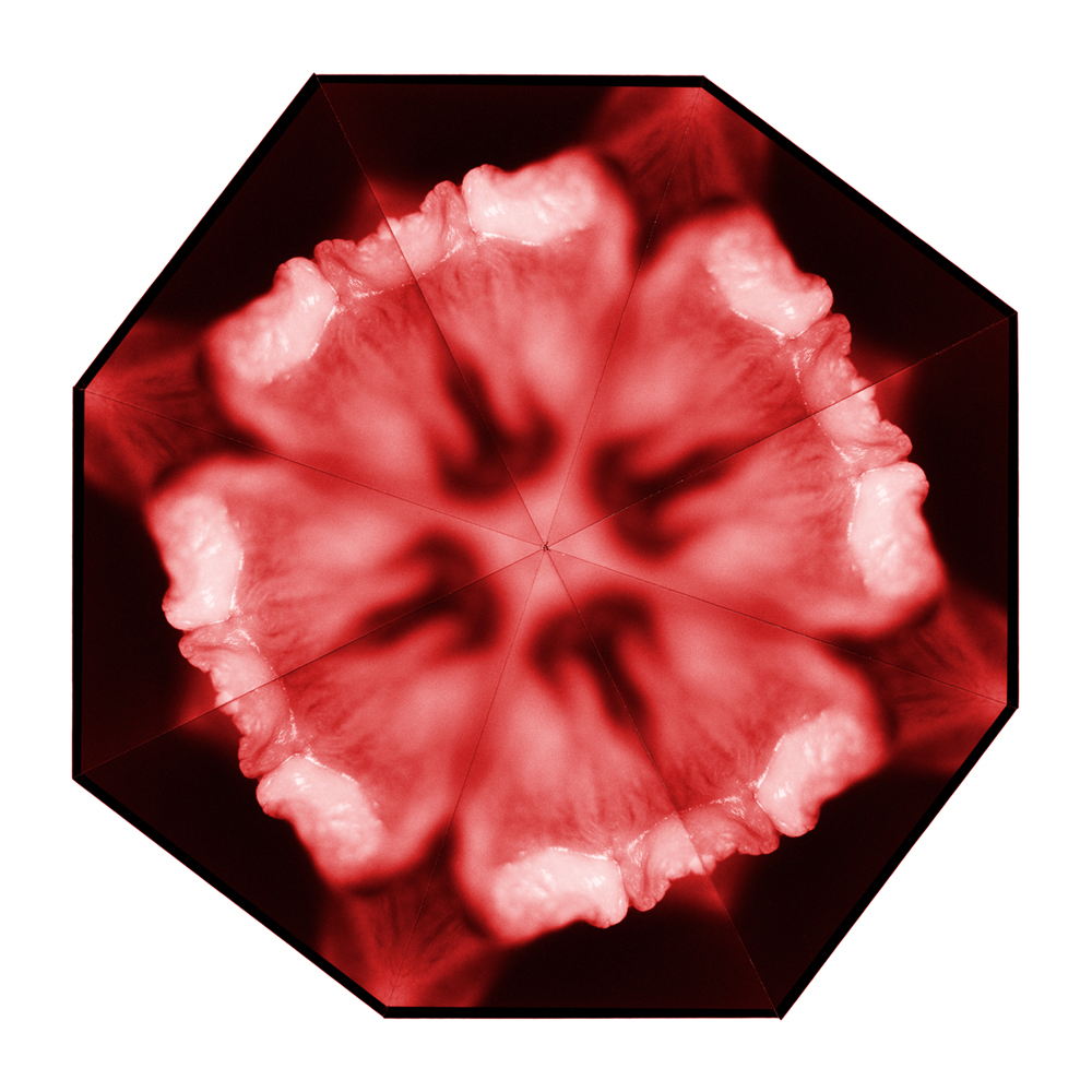 2006 01The Colourful Flowers of Delight