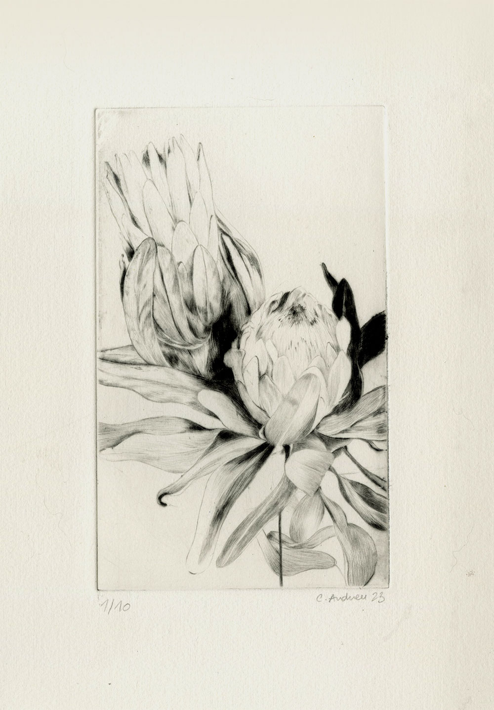 artichoke, drypoint, 2023