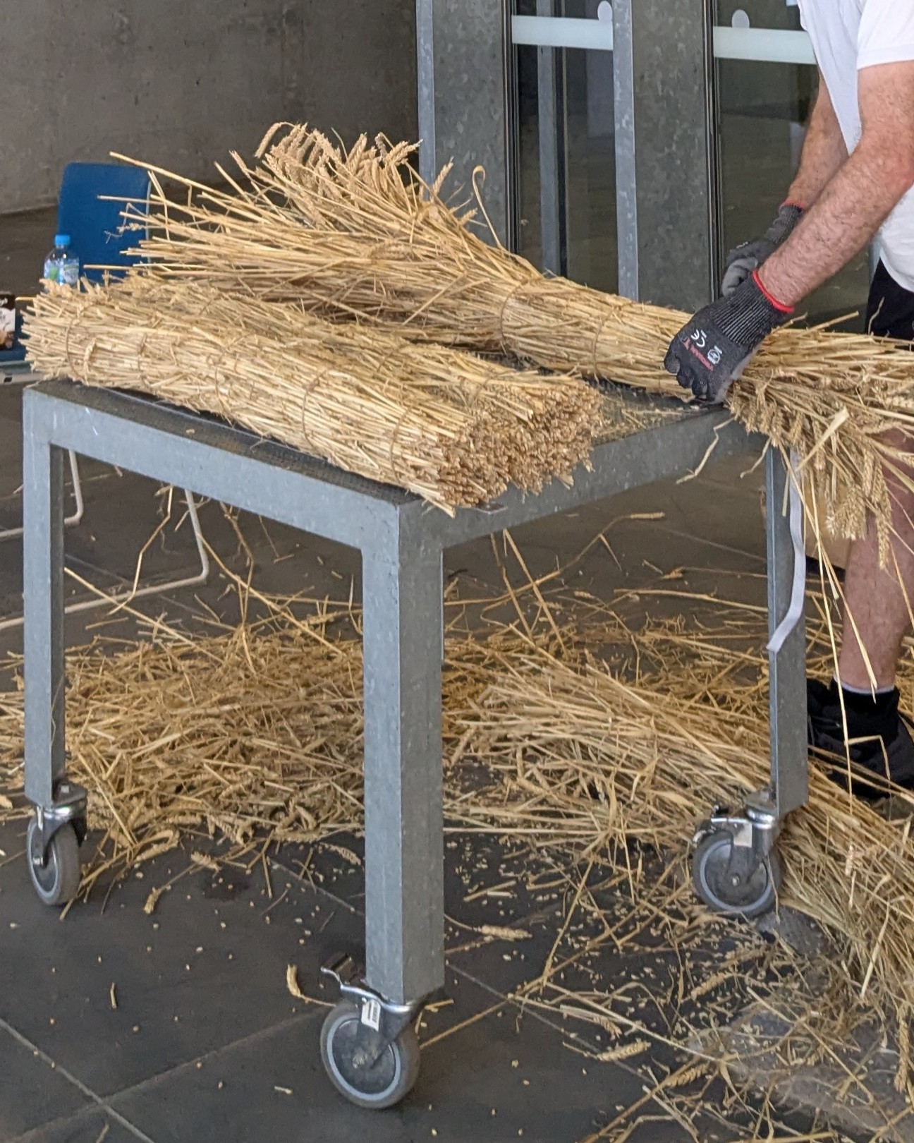 Working with straw for a Simulaa exhibition