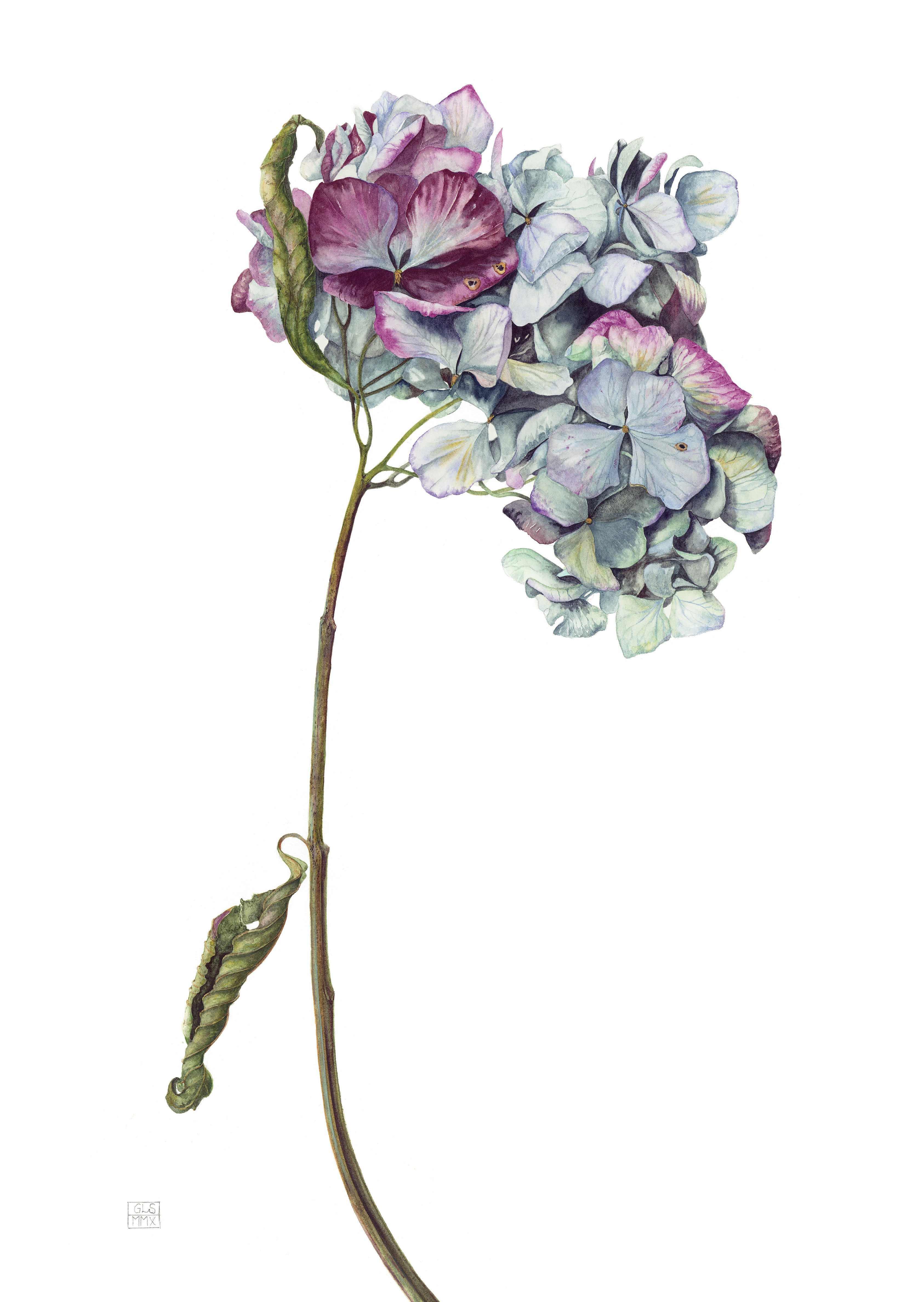 Hydrangea macrophylla Renate Steiniger