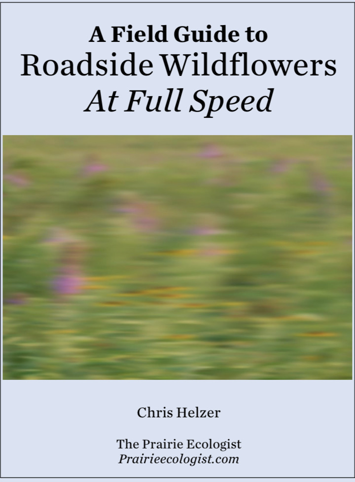 Roadside Wildflowers - Chris Helier