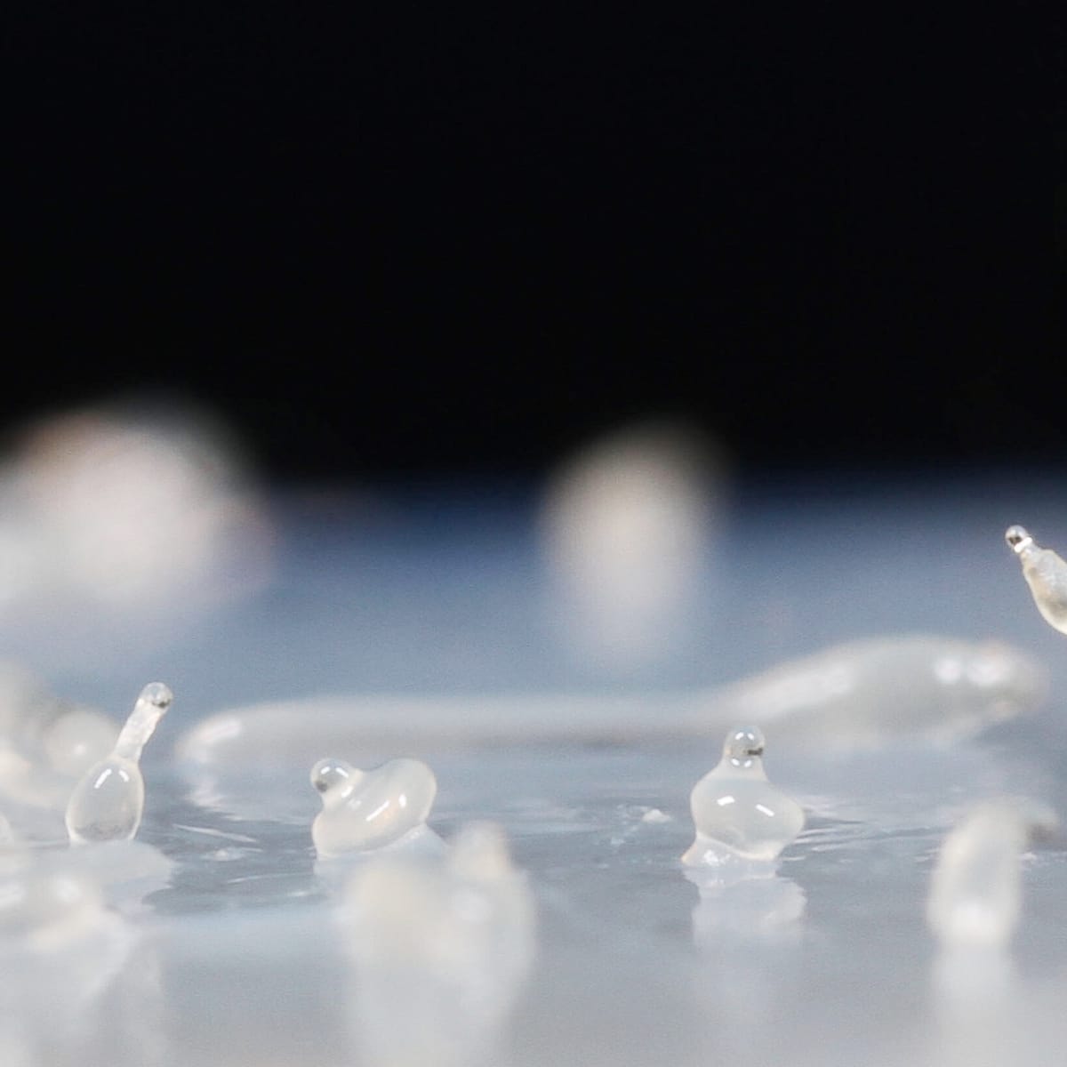 Physarum polycephalum (Slime Mold) forming collective bodies