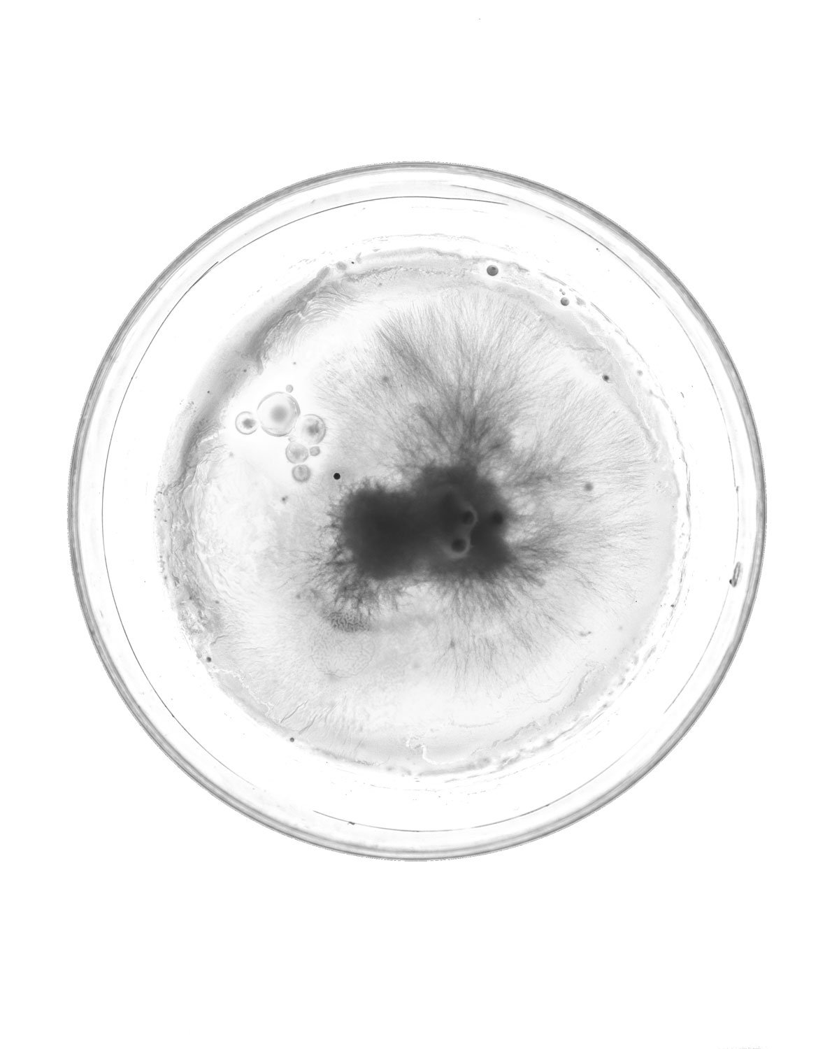 Research, petri dish