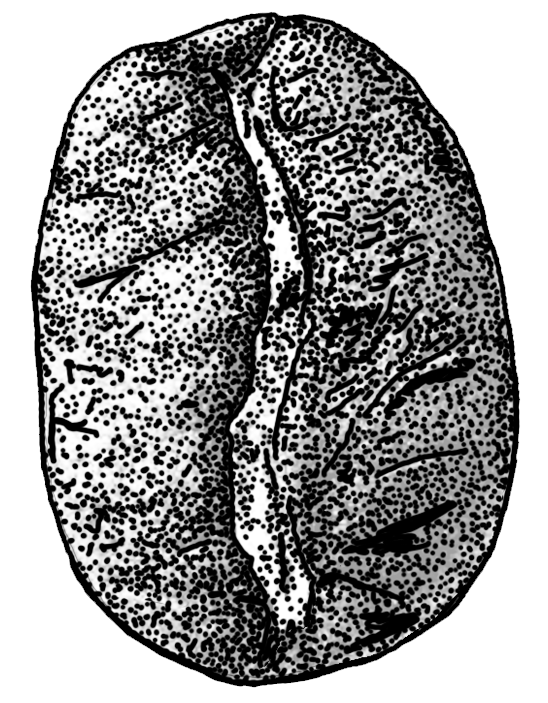 Illustrations - Nescafé - Lano Alto, Catuçaba -  Brazil