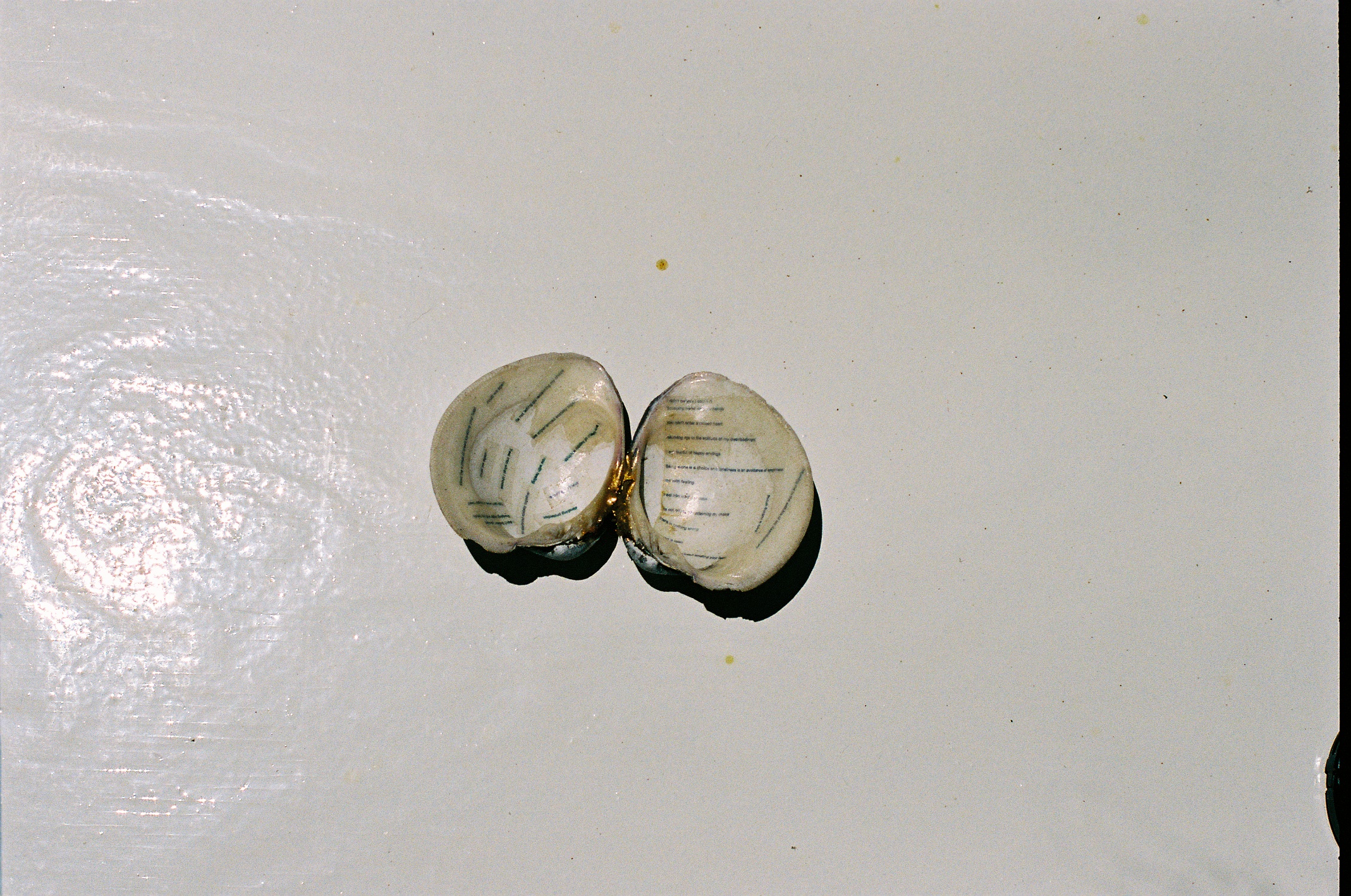 Leila Greiche, light at the end of the tunnel pt. 1 (View 2), 2024. Clam shell, glue, gold dust, temporary tattoo