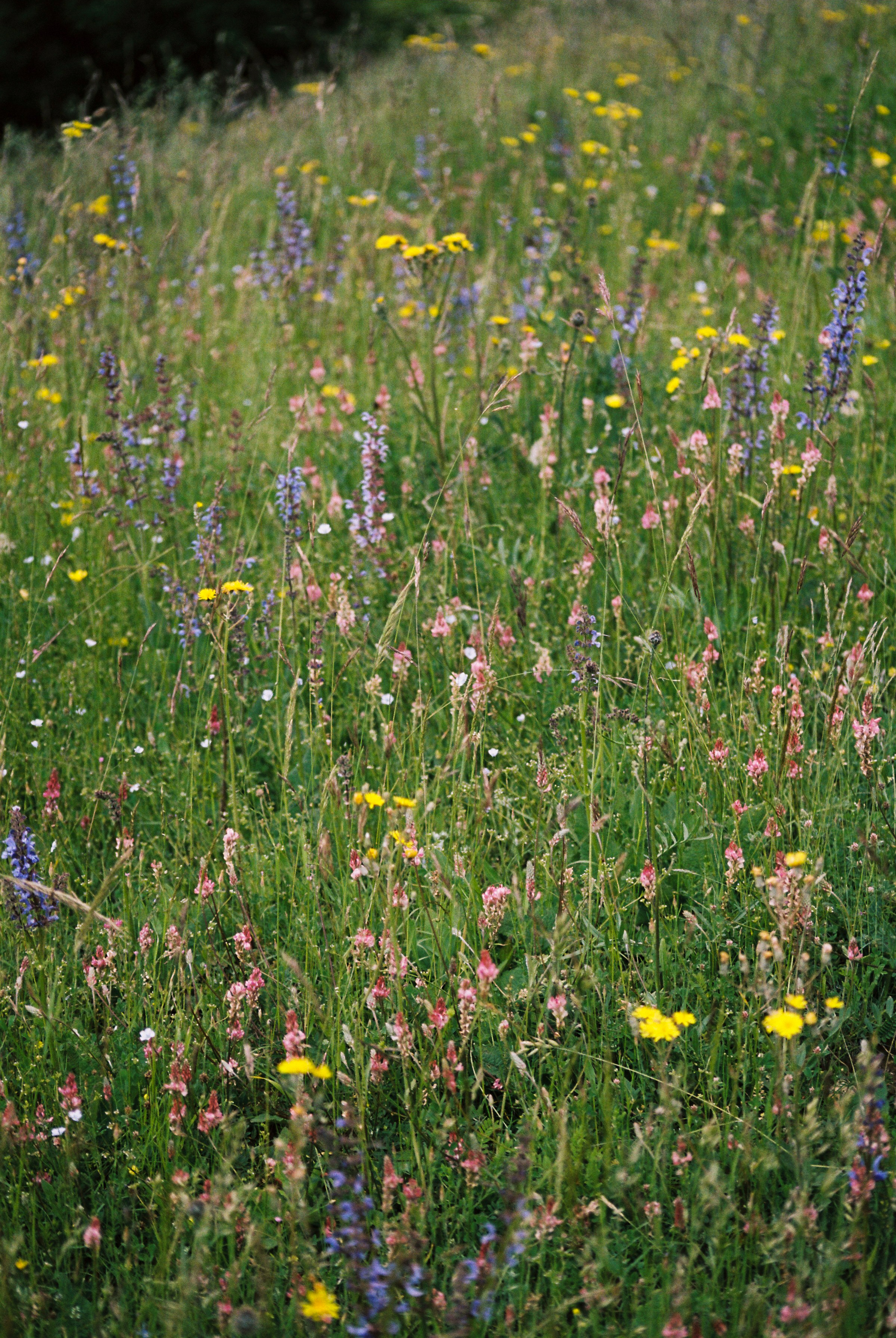 Story for Eldoradoexperience 