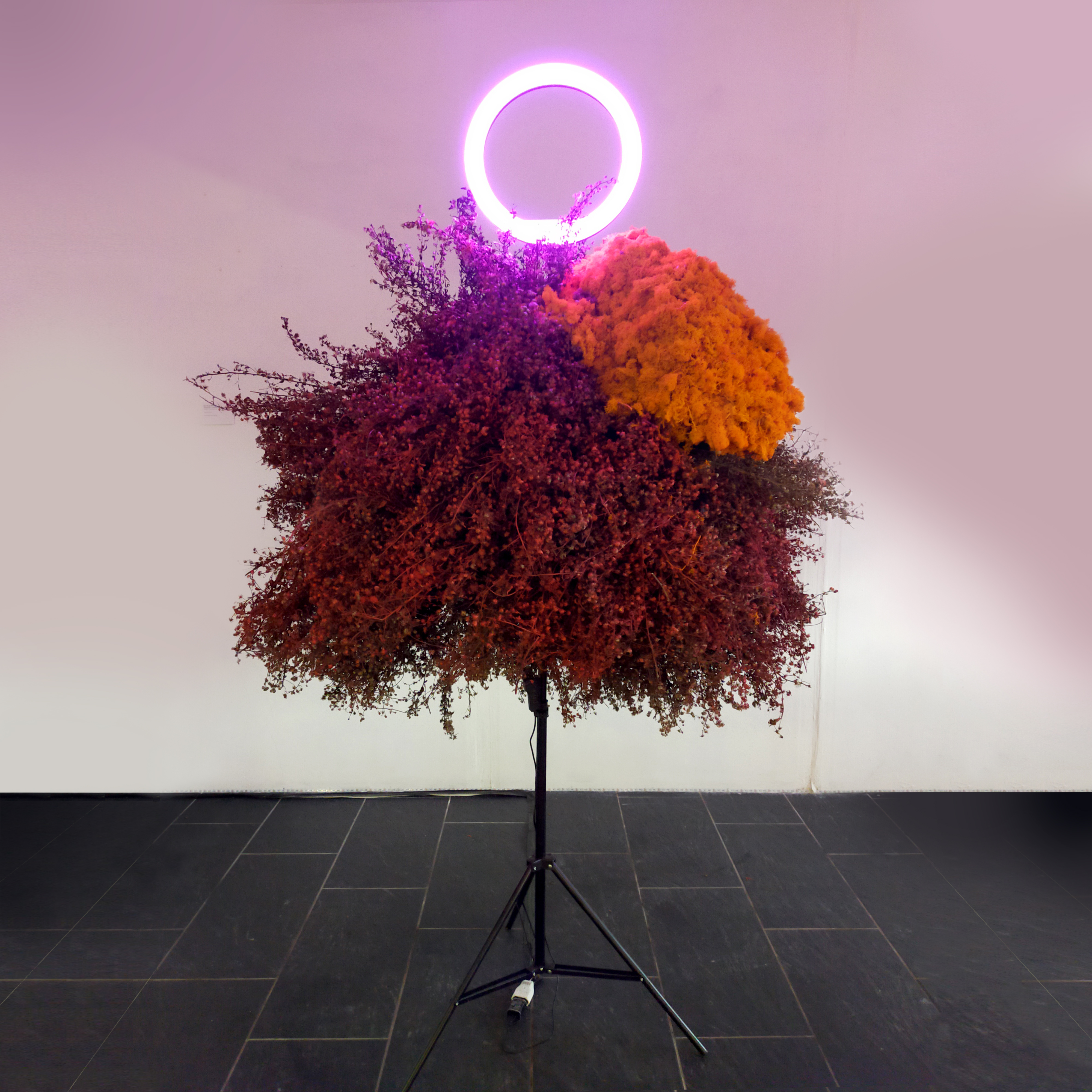 ︎ "Alegoría de la caverna tecno-vegetal #1" (2023) 