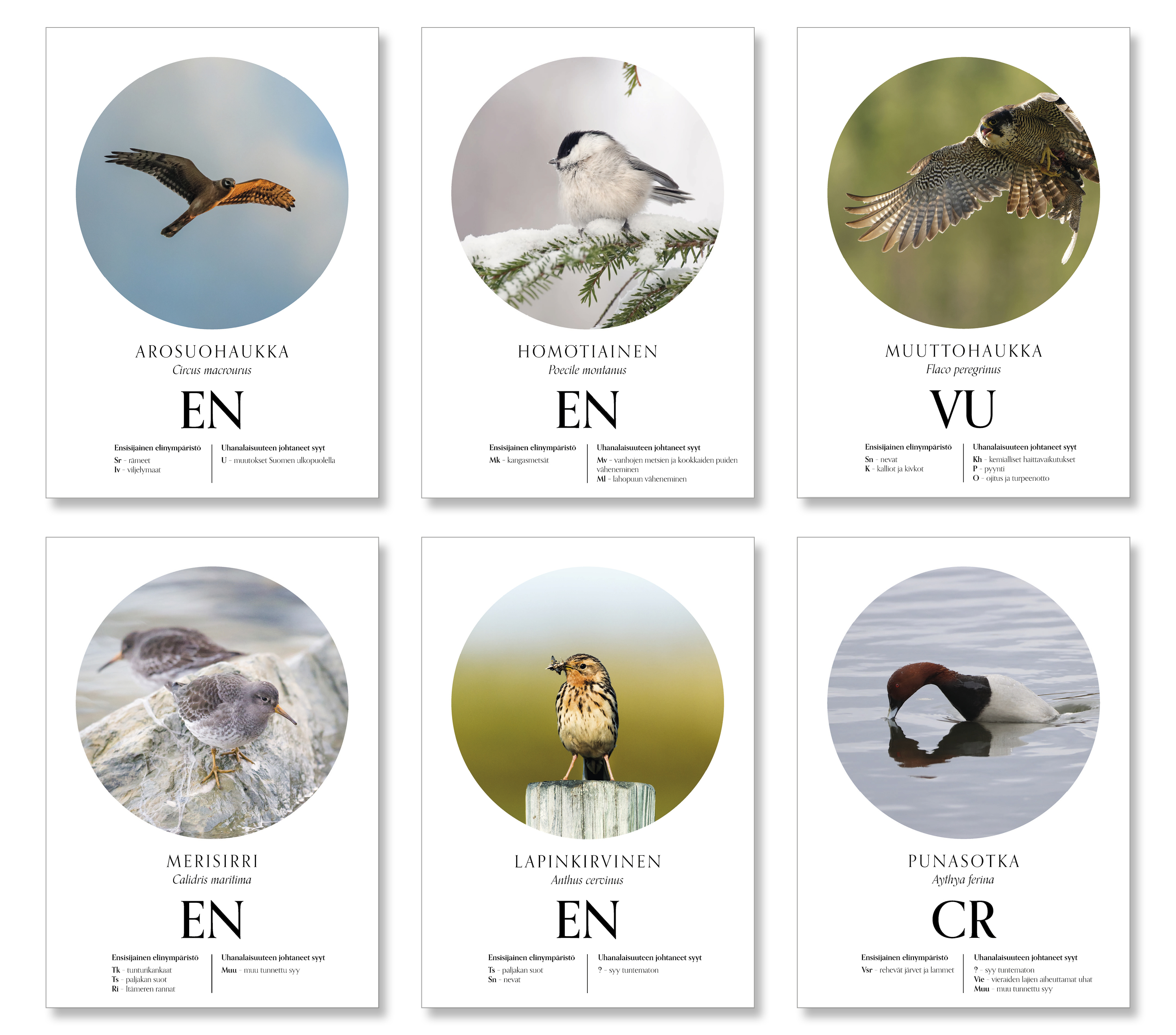 Under Threat Working Group: Under Threat, 2021, detail from the artwork / Photo: Jari Kostet: Pallid Harrier (Circus macrourus), Willow Tit (Poecile montanus) / Timo Ahosalmi: Peregrine Falcon (Falco peregrinus) / Olli Saksela: Purple Sandpiper (Calidris maritima) / Pirkko Roinila: Red-throated Pipit (Anthus cervinus) / Anssi Hauvala: Common Pochard (Aythya ferina)