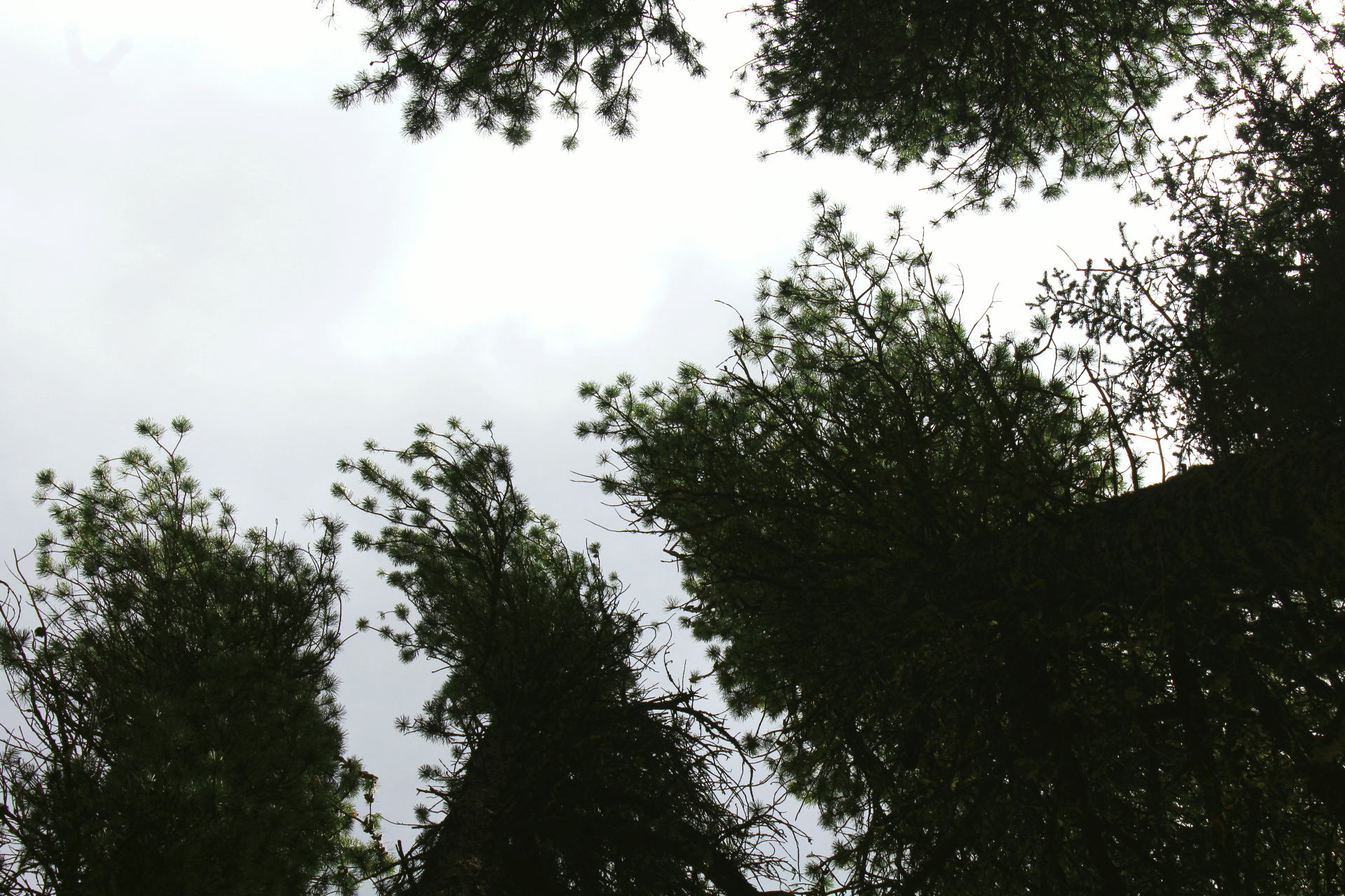 trees | 2019 | elkwater, ab