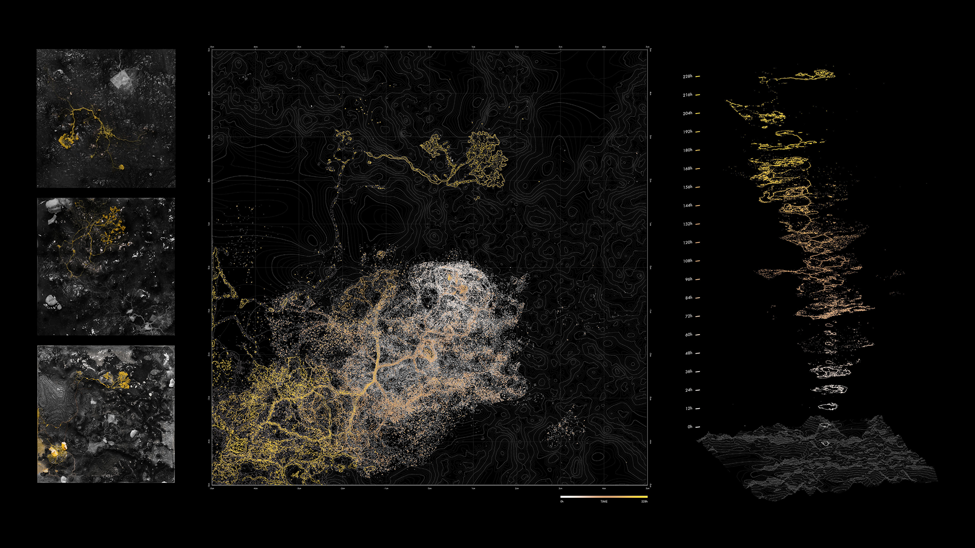 Proxy microbial growth over time