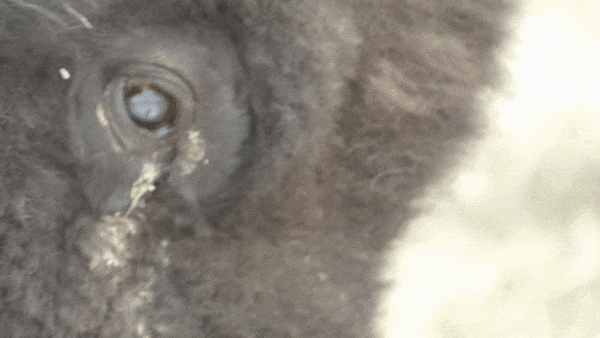 The scientific name for bison is Bison bison - genus Bison, species bison. They've collected one million data points on the location of the Bison bison within the park. The data looks like small dots roaming across the vast wilderness.