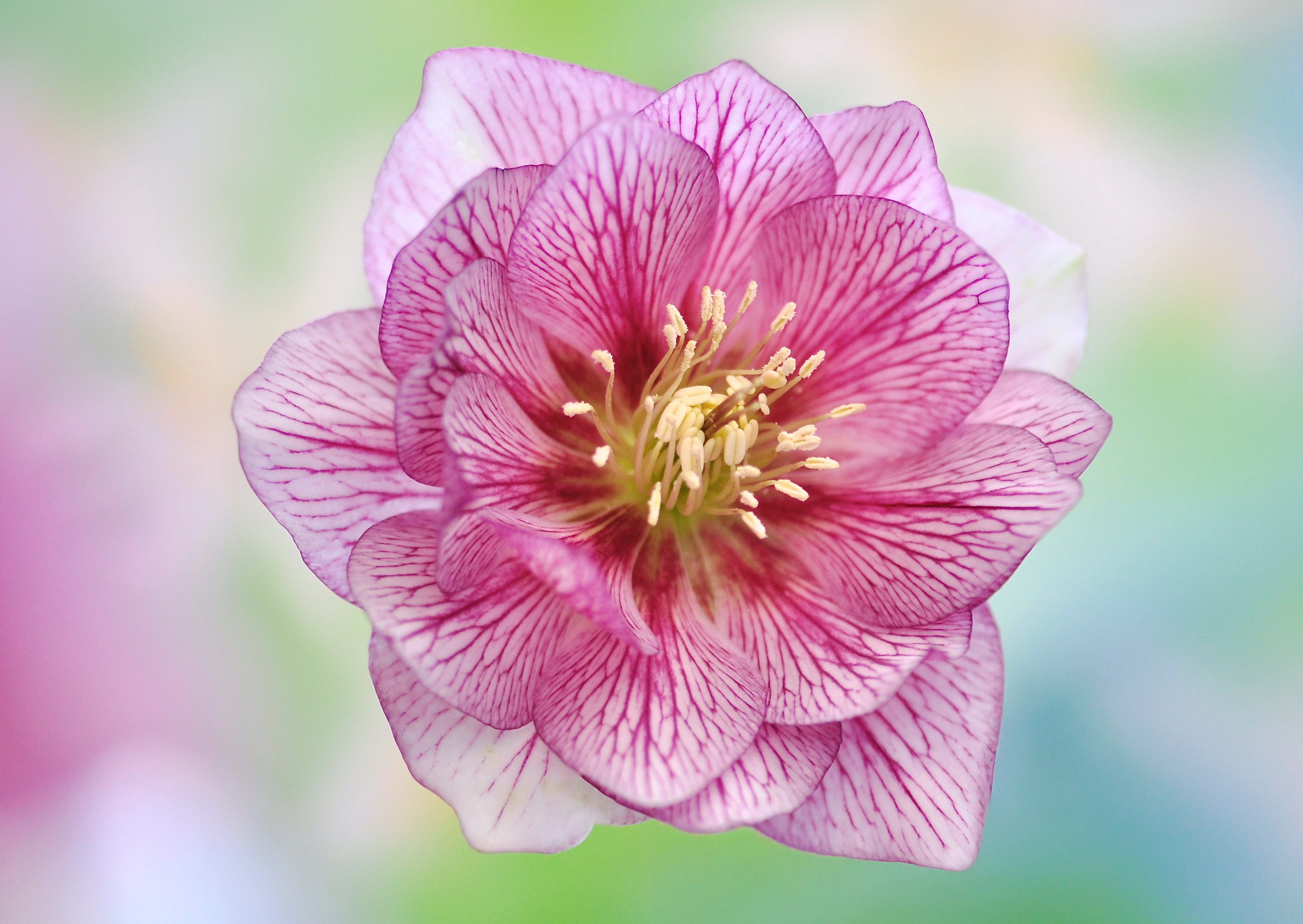 Nr. 305 Helleborus orientalis / Lenzrose