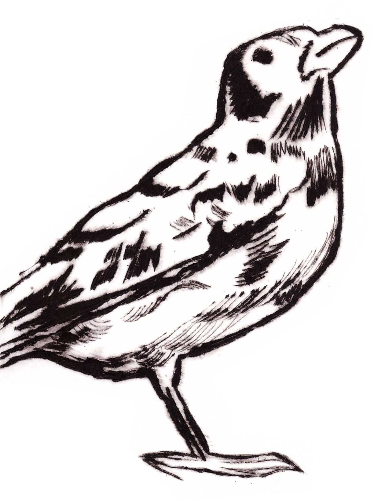 Piaf du matin,gravure pointe sèche,15x11cm