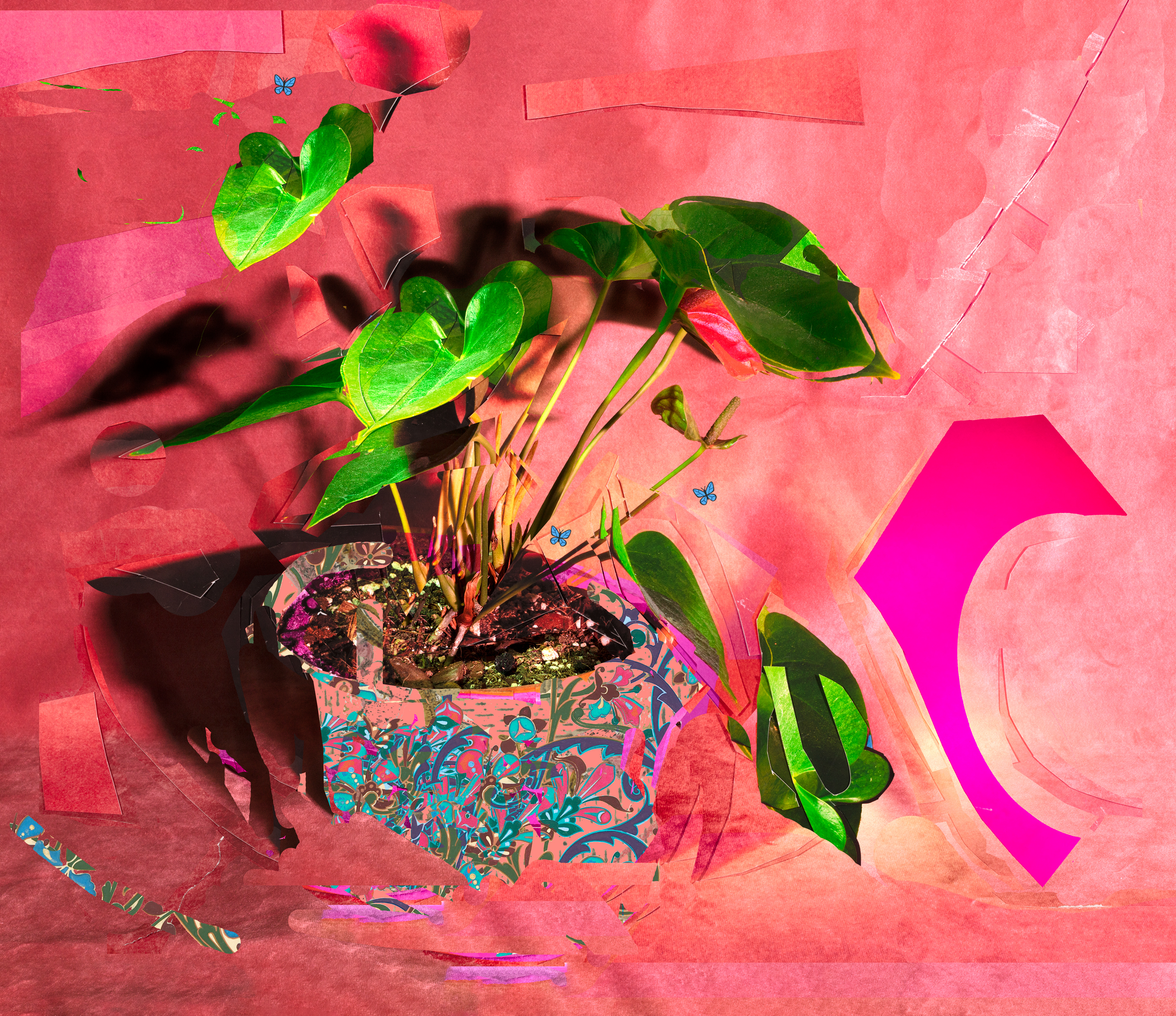 Tamed, 2021, archival pigment print, 30”x20” and 22”x17”