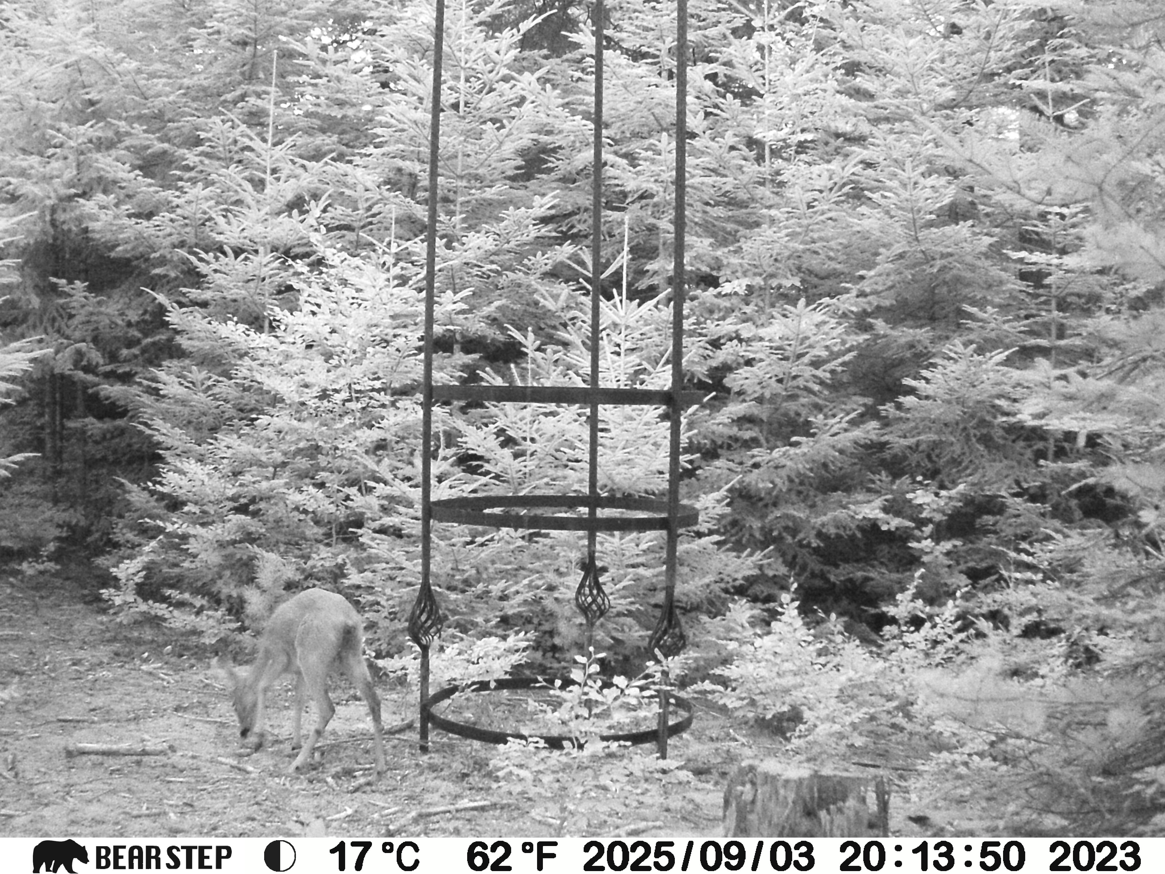 (c) Lukas Weithas (Skulpturale Performance Kärnten, Salzleck-Skulptur, Salzlecksteine, Wild-Kamera, 2025-2026)