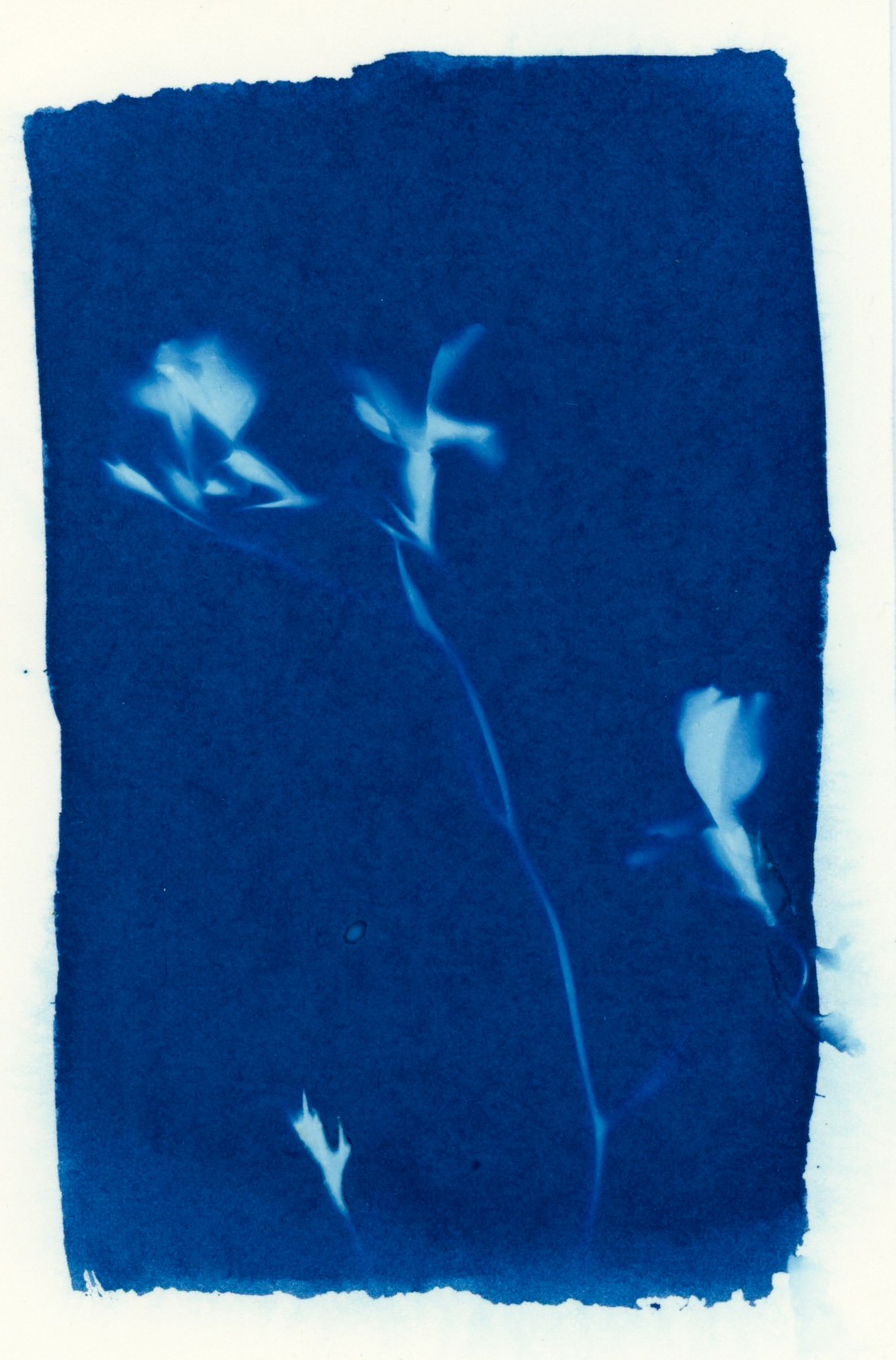 Lobelia Velvet