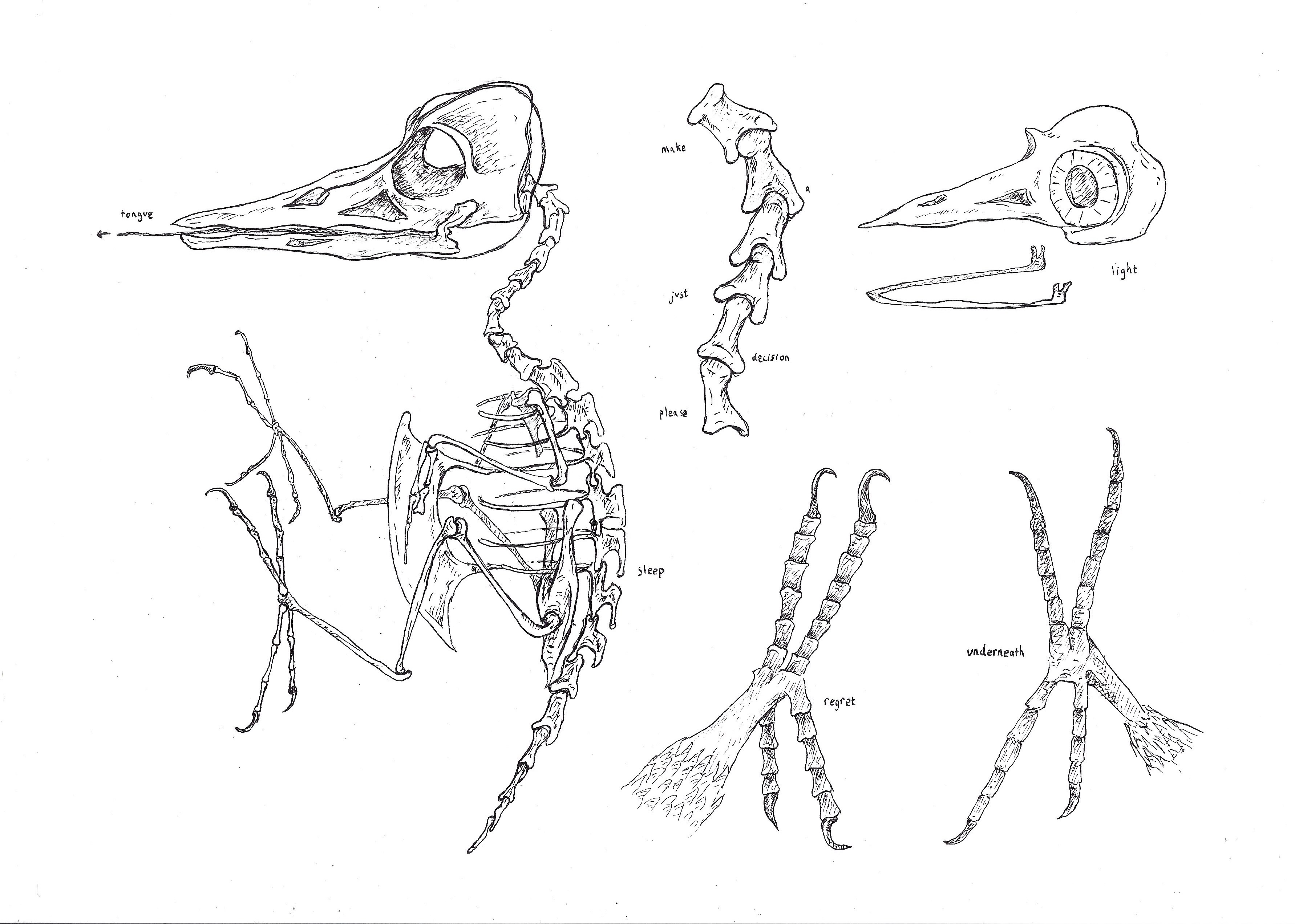 Dendrocopos. Ink on A4 paper