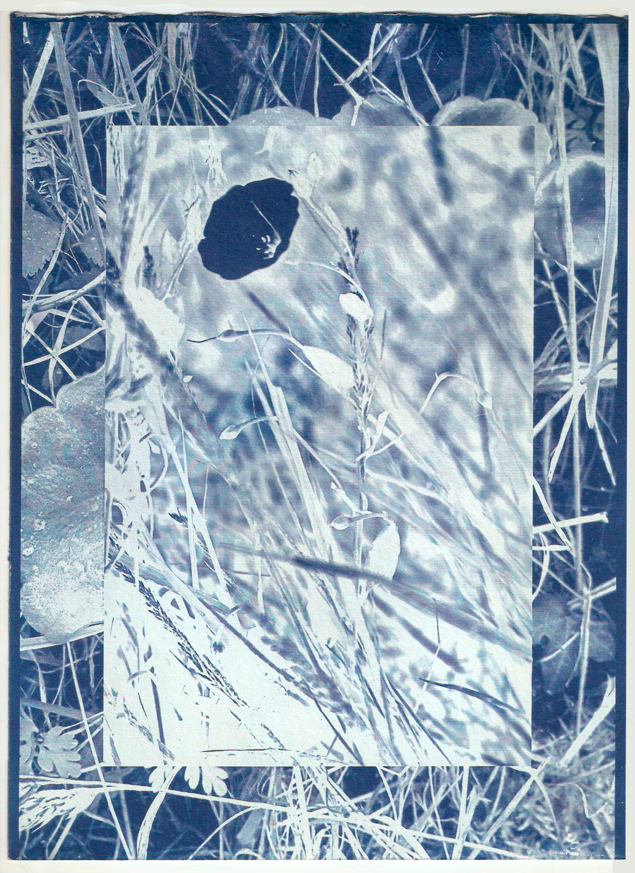 &lsquo;Bindweed&rsquo;,  cyanotype on recycled cotton rag paper, 320 gsm, 21 x 28.5 cm