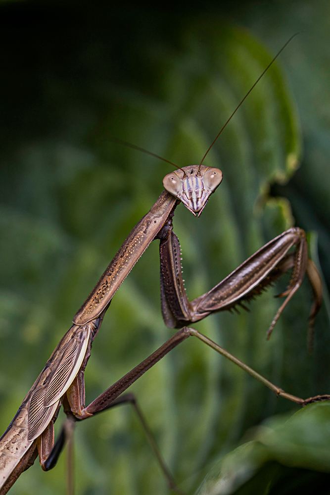 original image by Dustin Humes