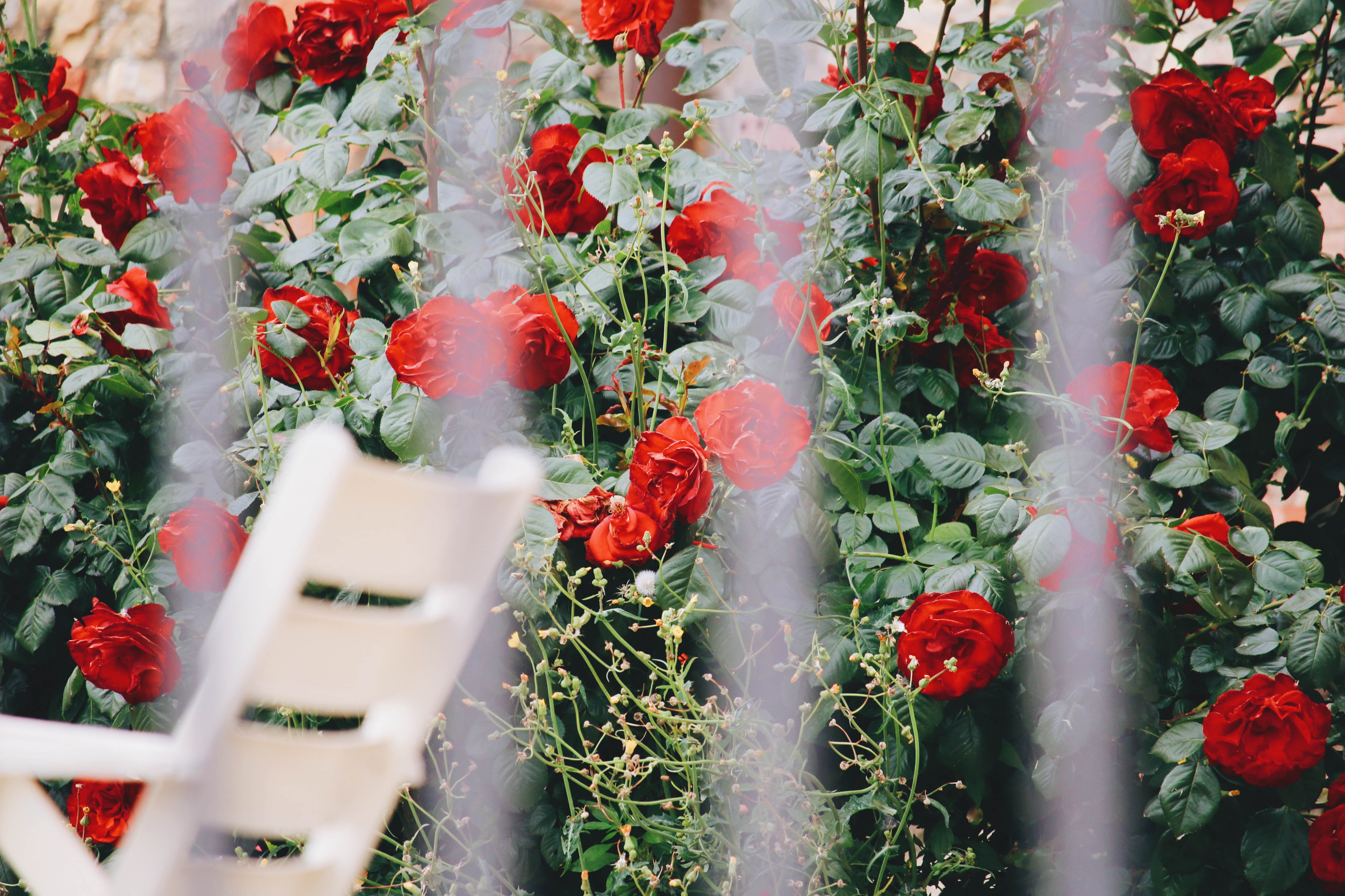 "The flowers of Florence" (2017) [AWARD WINNER]