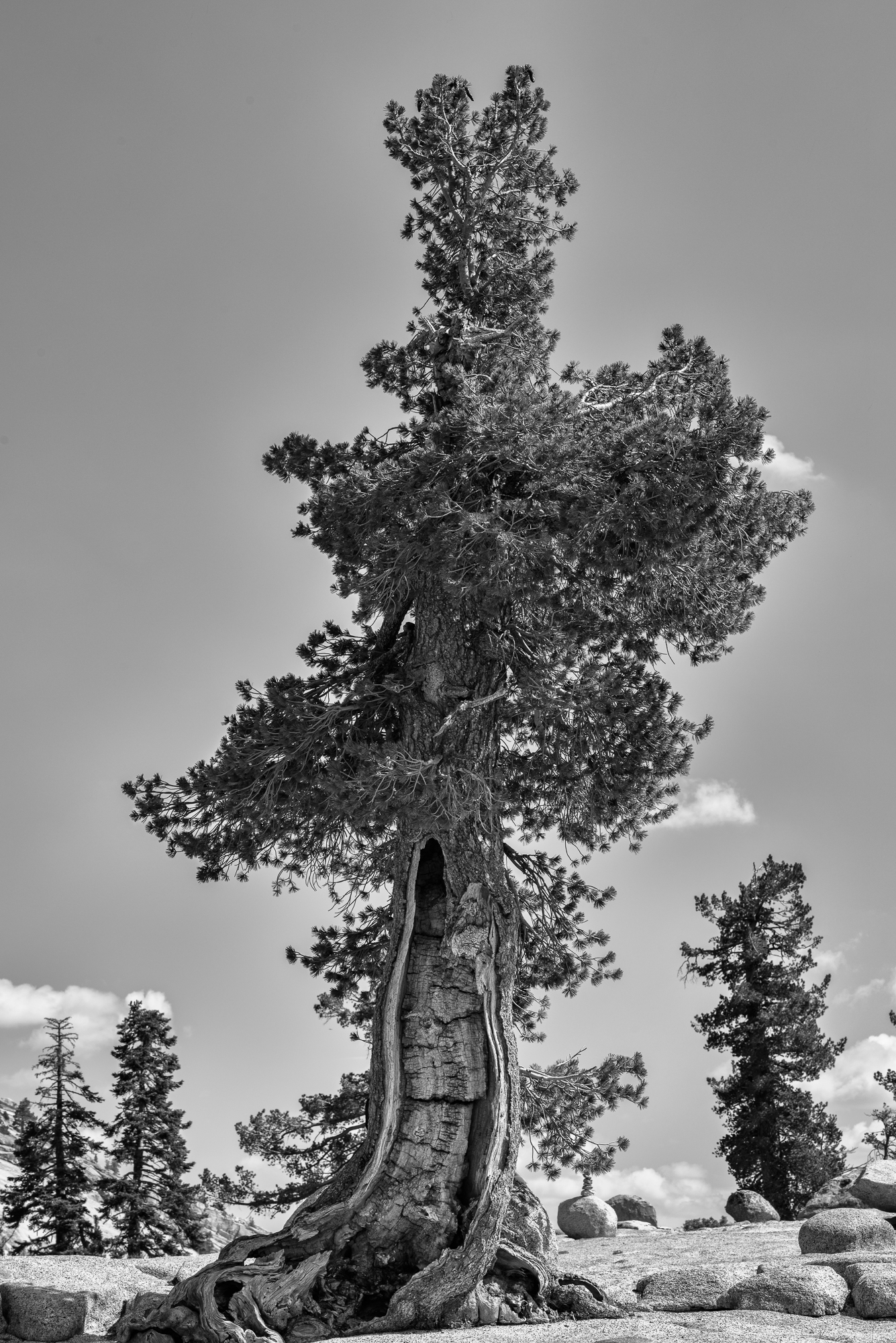 Le parc national de Yosemite, Sierra Nevada, à l'est de l'État de Californie.