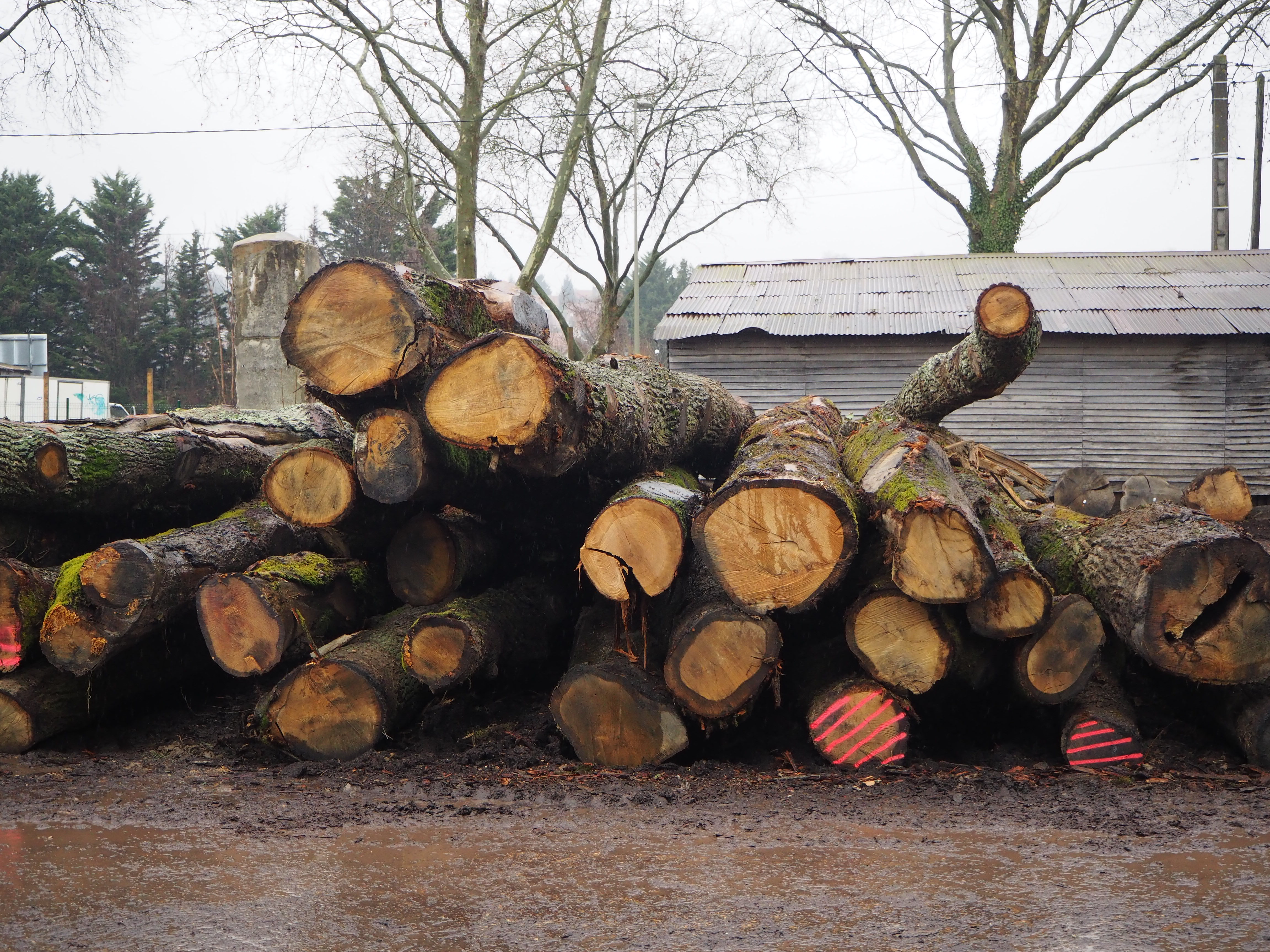 Les grumes des arbres abattus sont stockées à l'extérieur