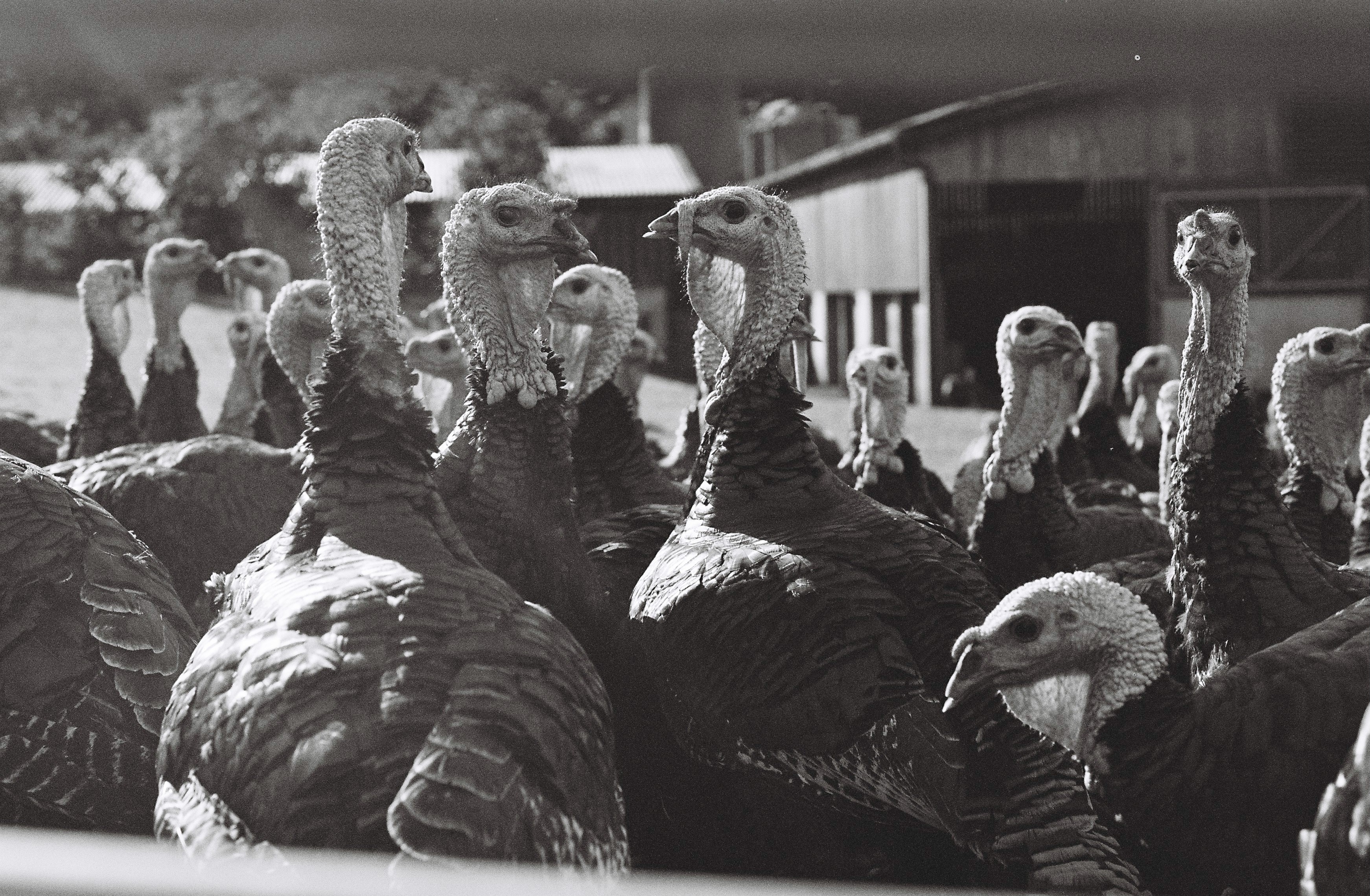 / November, Dartmoor