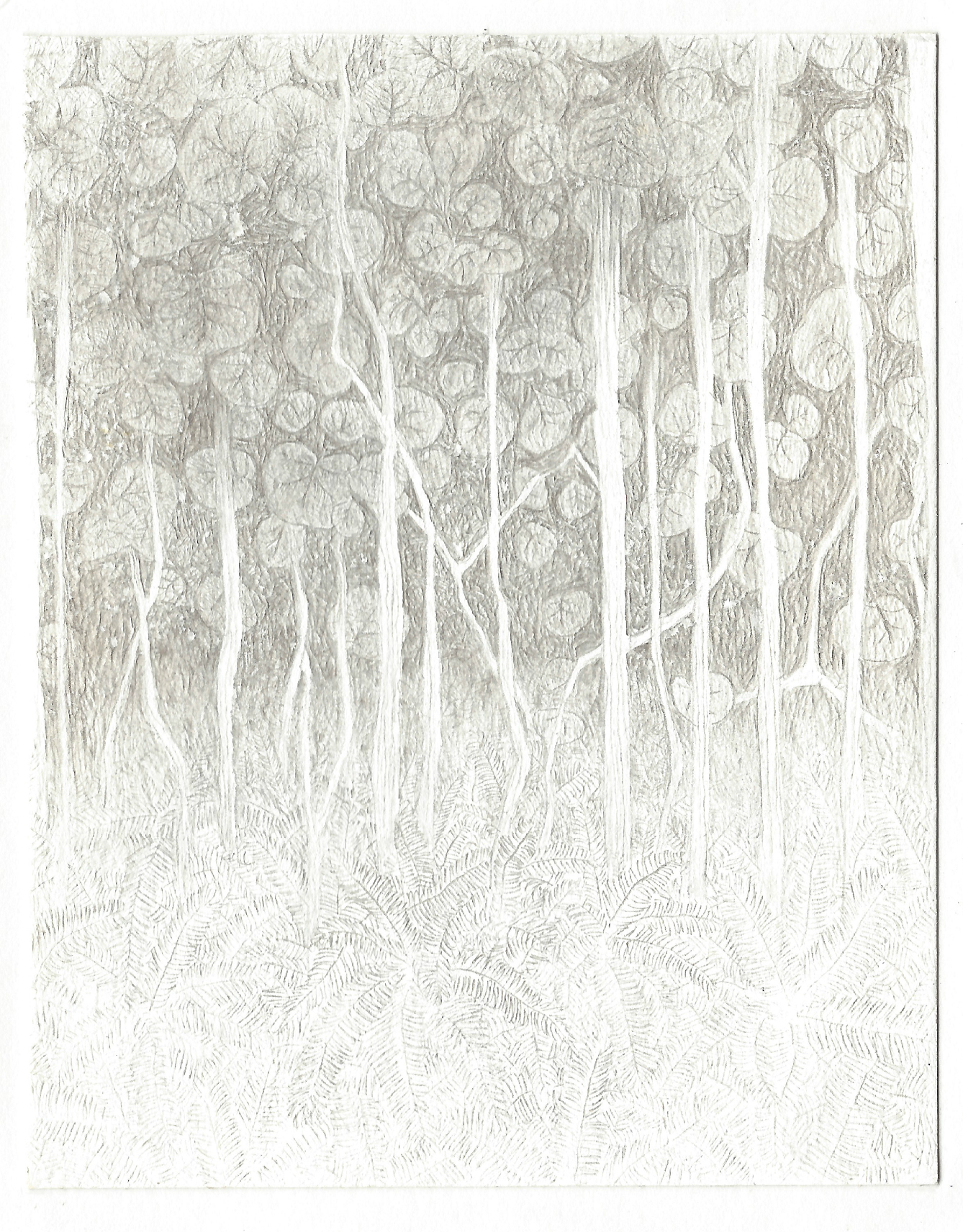 seagrapes | 2017 | silverpoint on paper | 4 x 5 inches