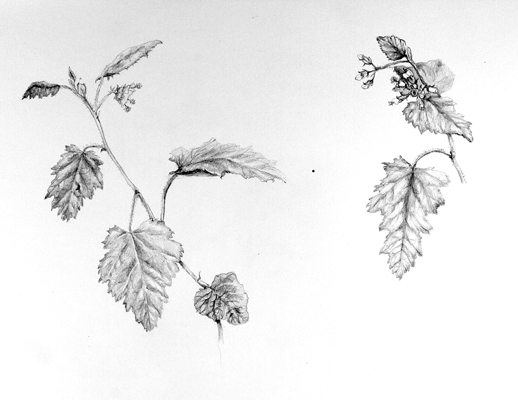  From the series "Species in Danger of Conservation herbarium.  Title: "Tarasa Study" Media: Graphite Size:11" x 17