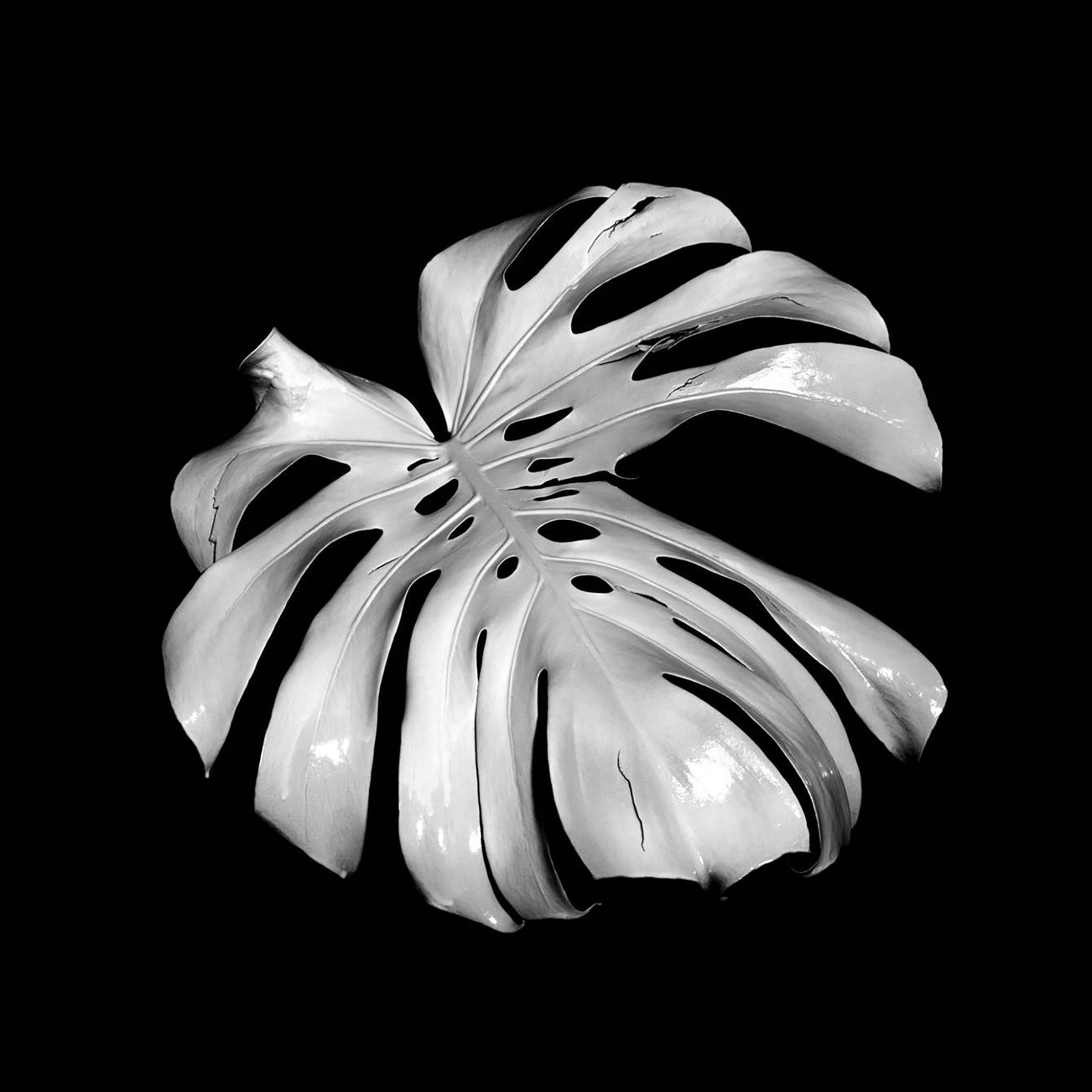 Mutación (01). Digital photography print on cotton paper, 50x50cm, 2015.