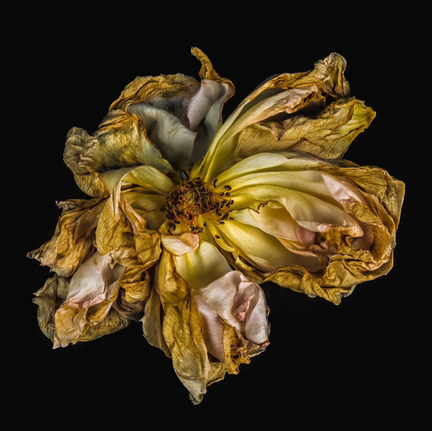 Gregoris Mentzas's Roses