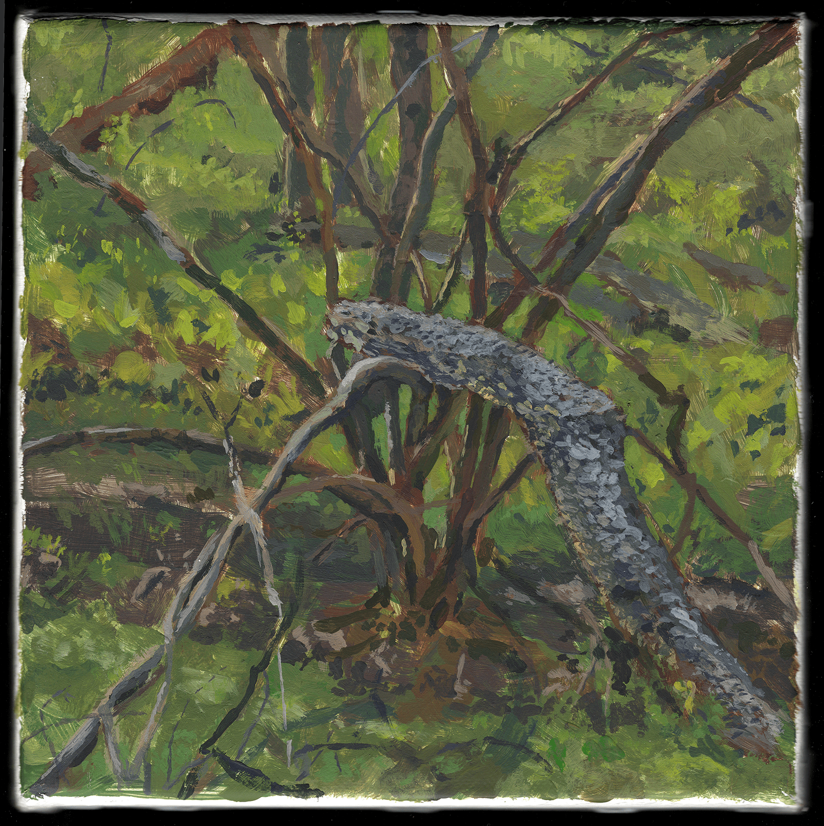 A Log Off Buckhorn 2025