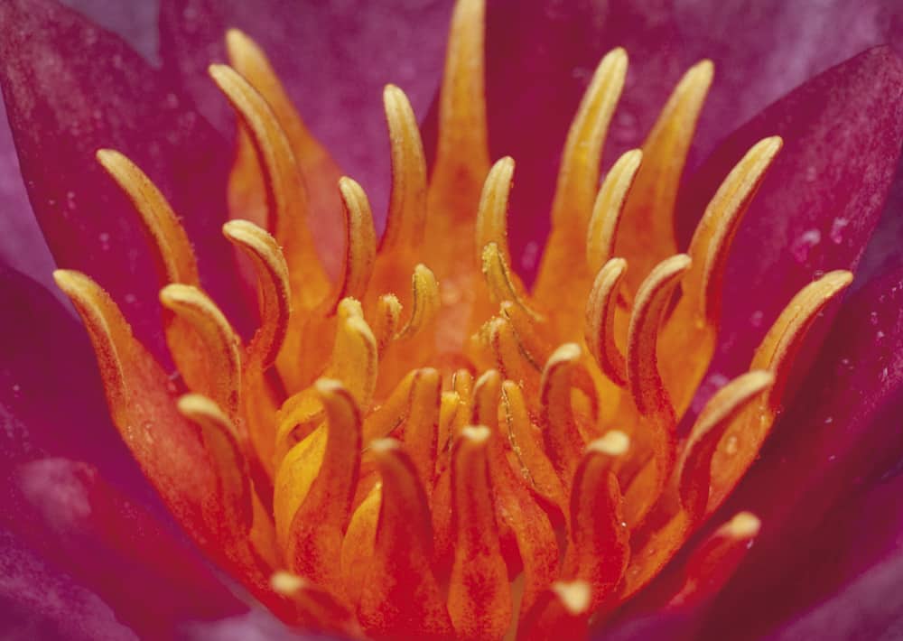 Nr.15 Seerose, wieder lieferbar!