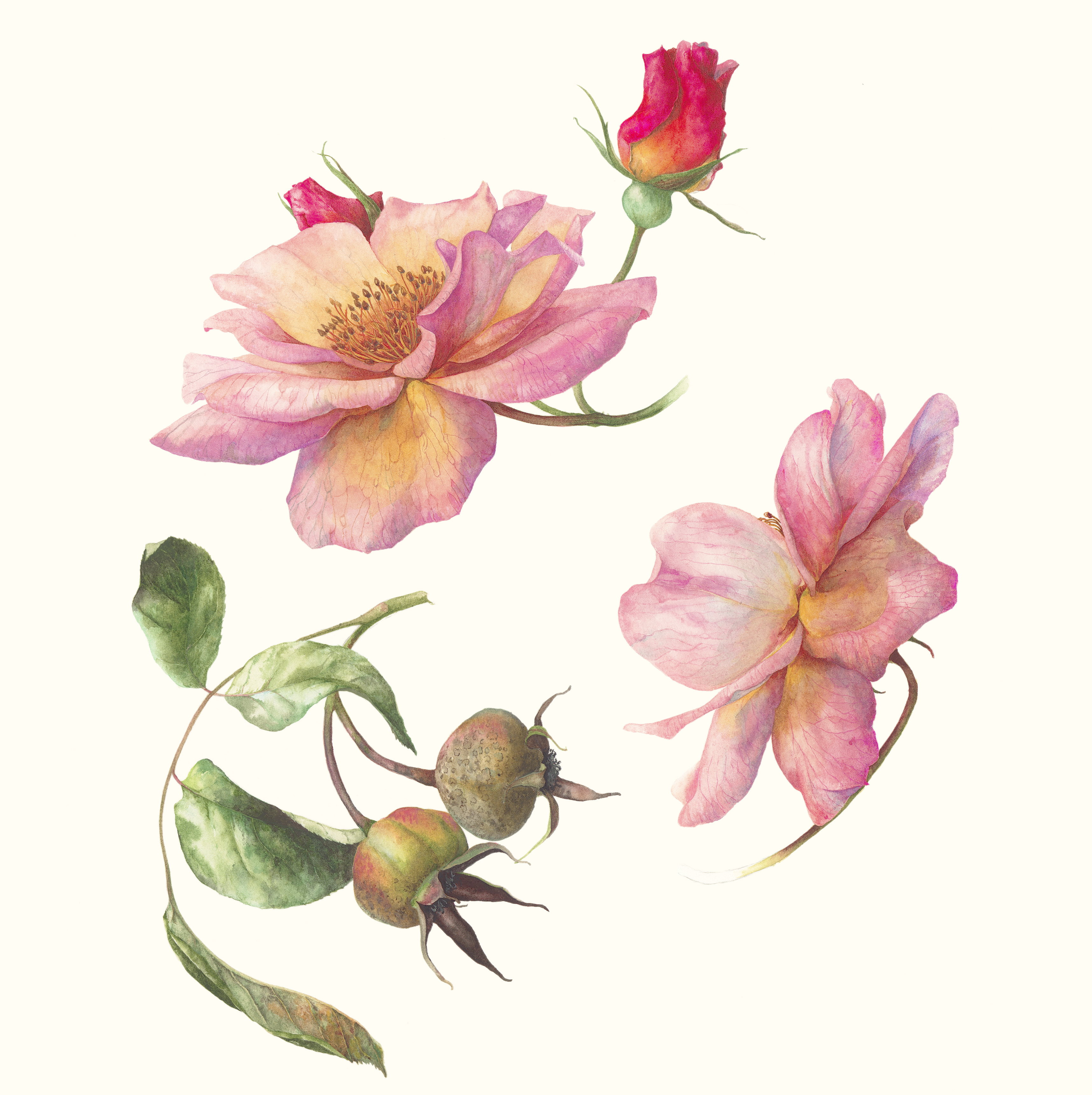 Rose in summer and autumn