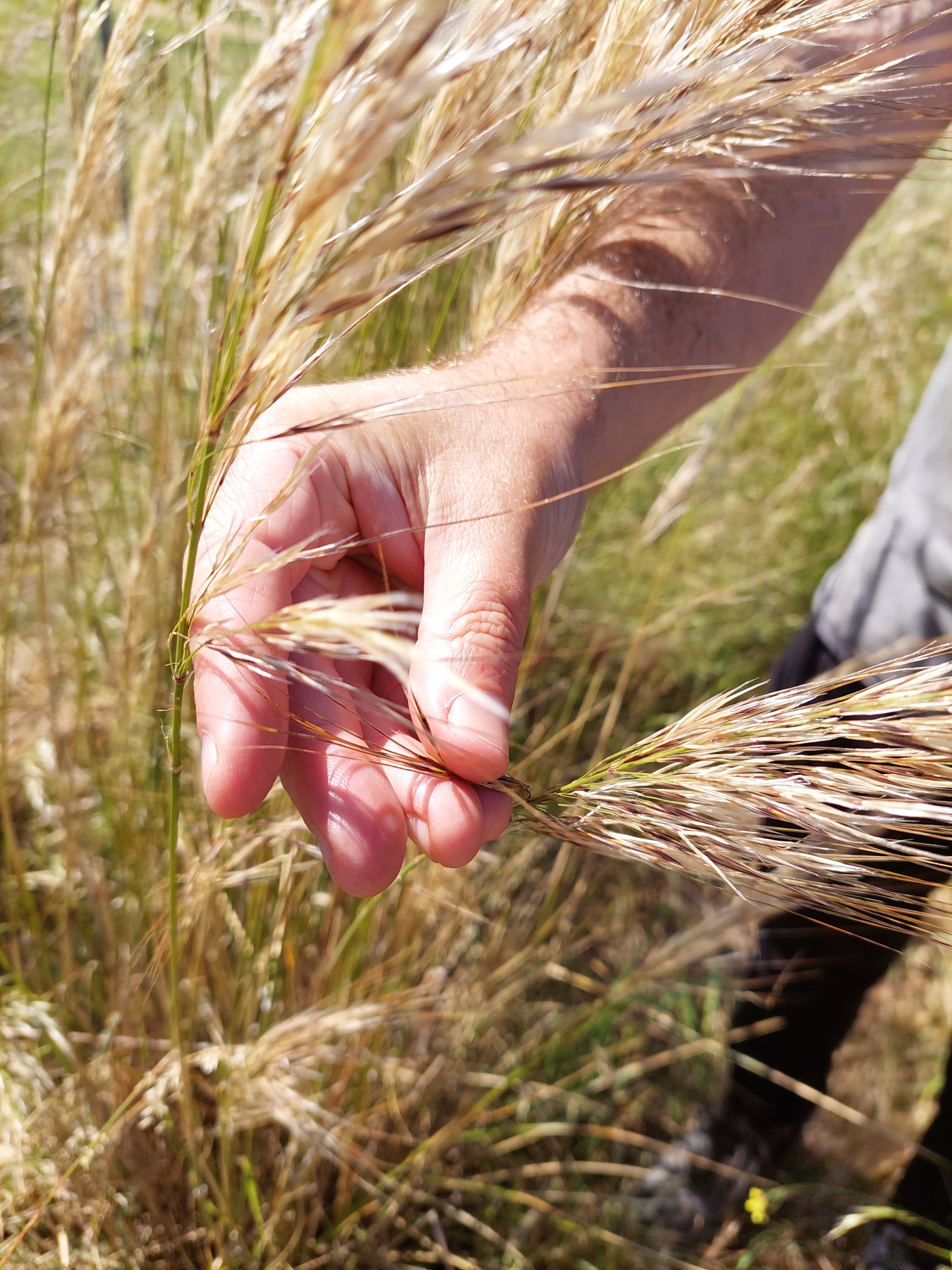 spear grass seed heads