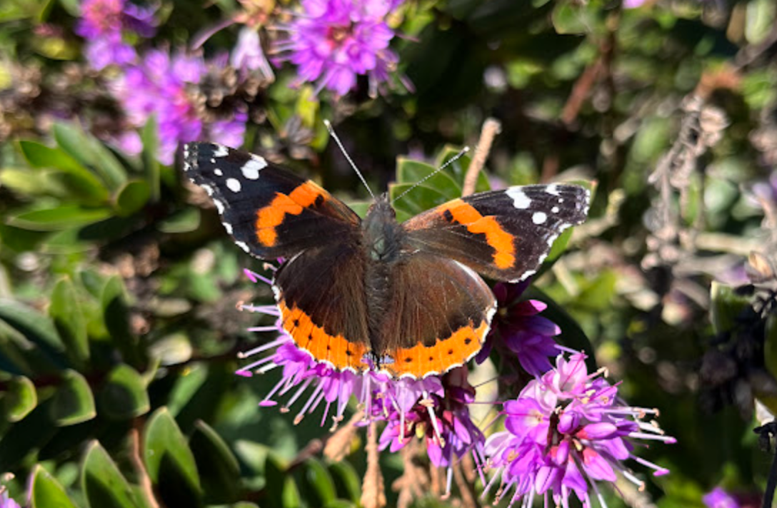 Red Admiral