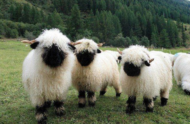 Valais Blacknose Sheep