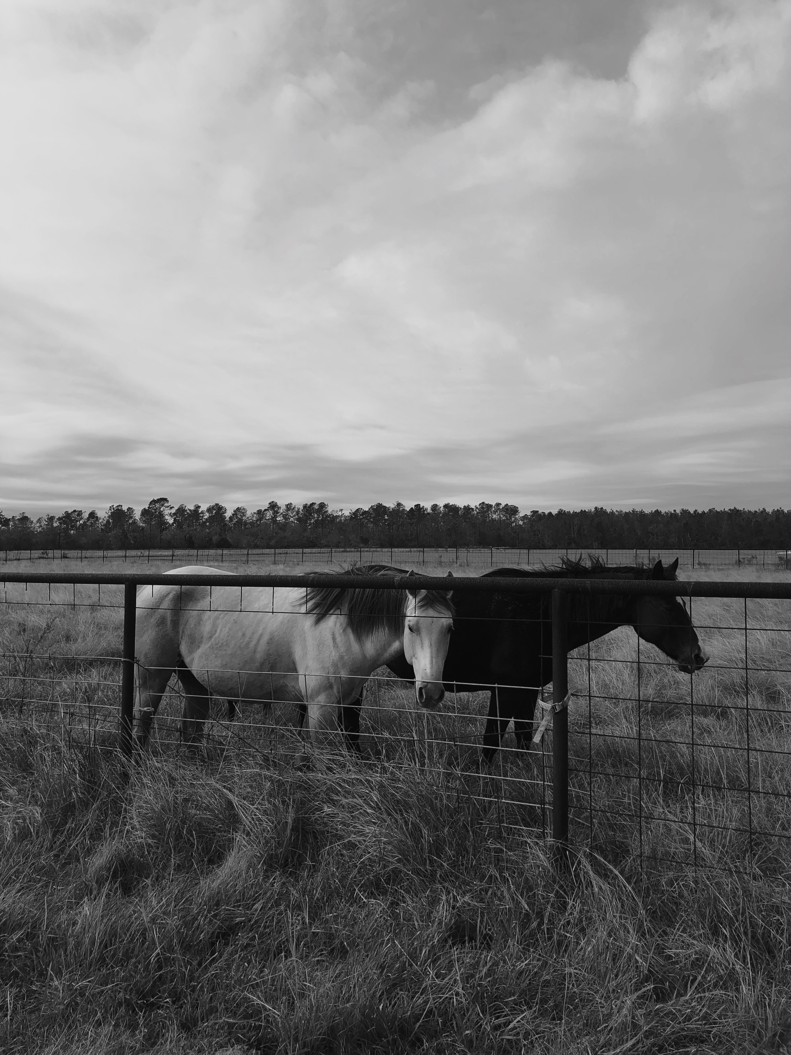 Horses in Pasture