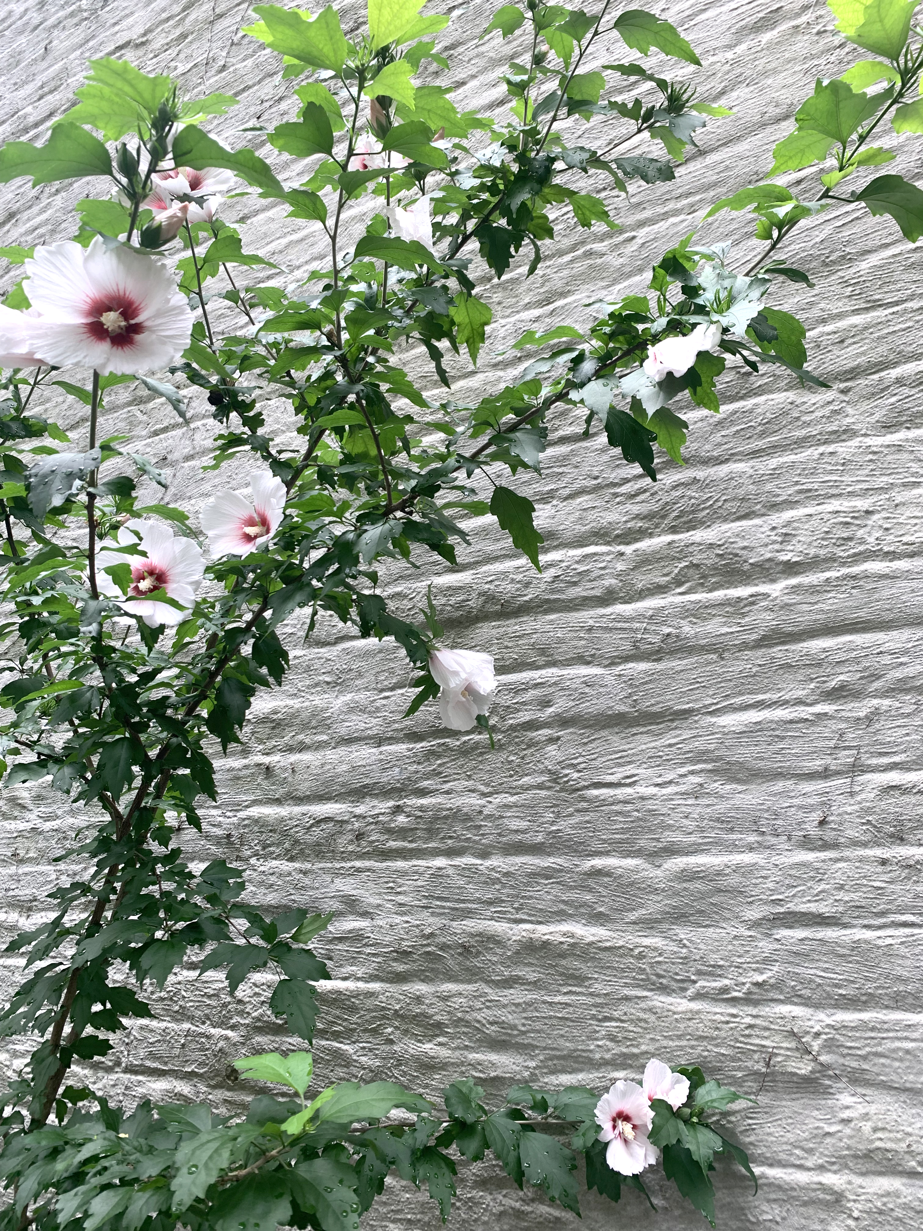 Flowers from tenant's past...