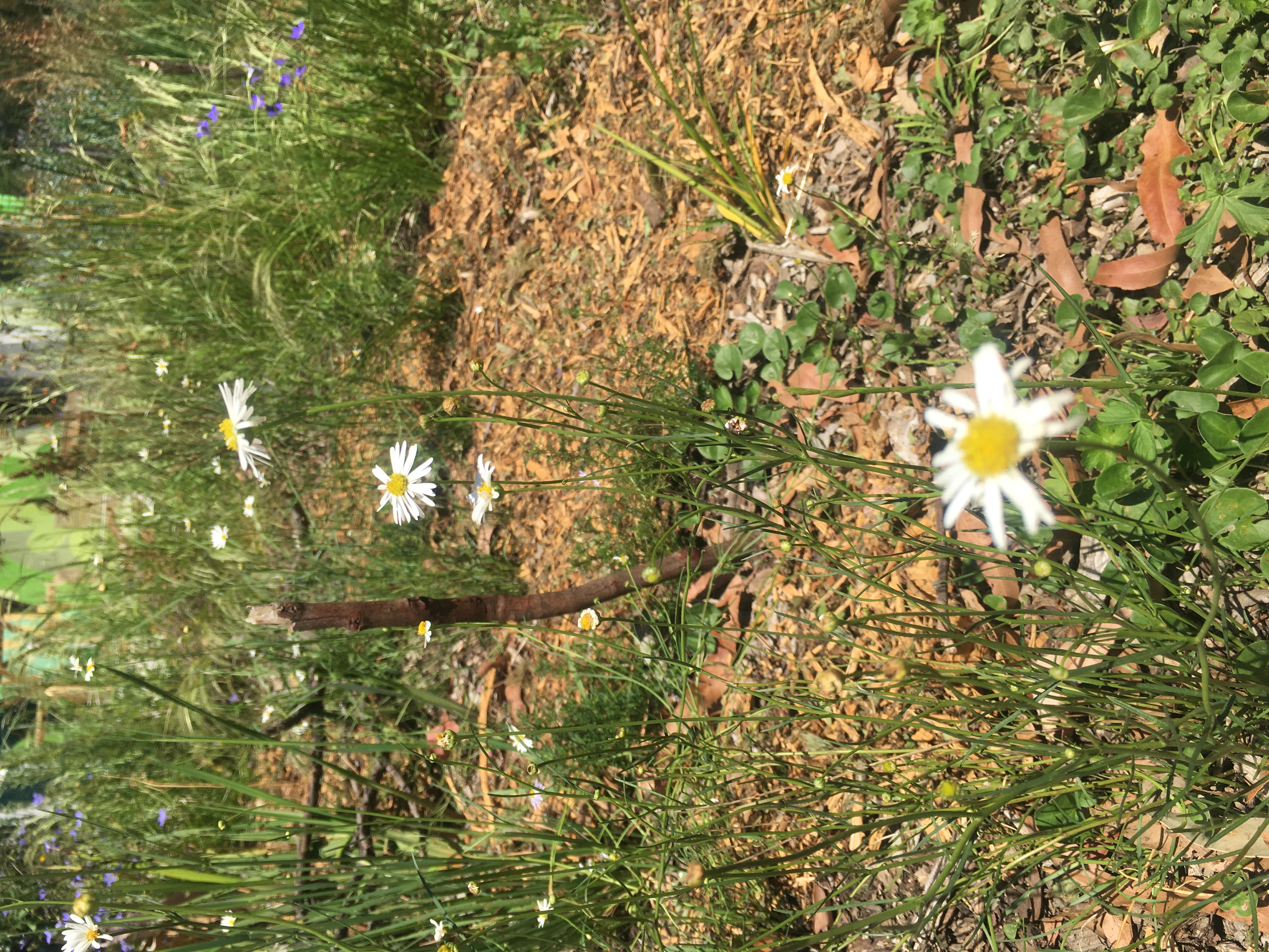 Swamp daisy (Allittia cardiocarpa)