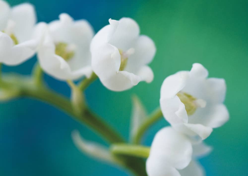 Nr. 004  Maiglöckchen