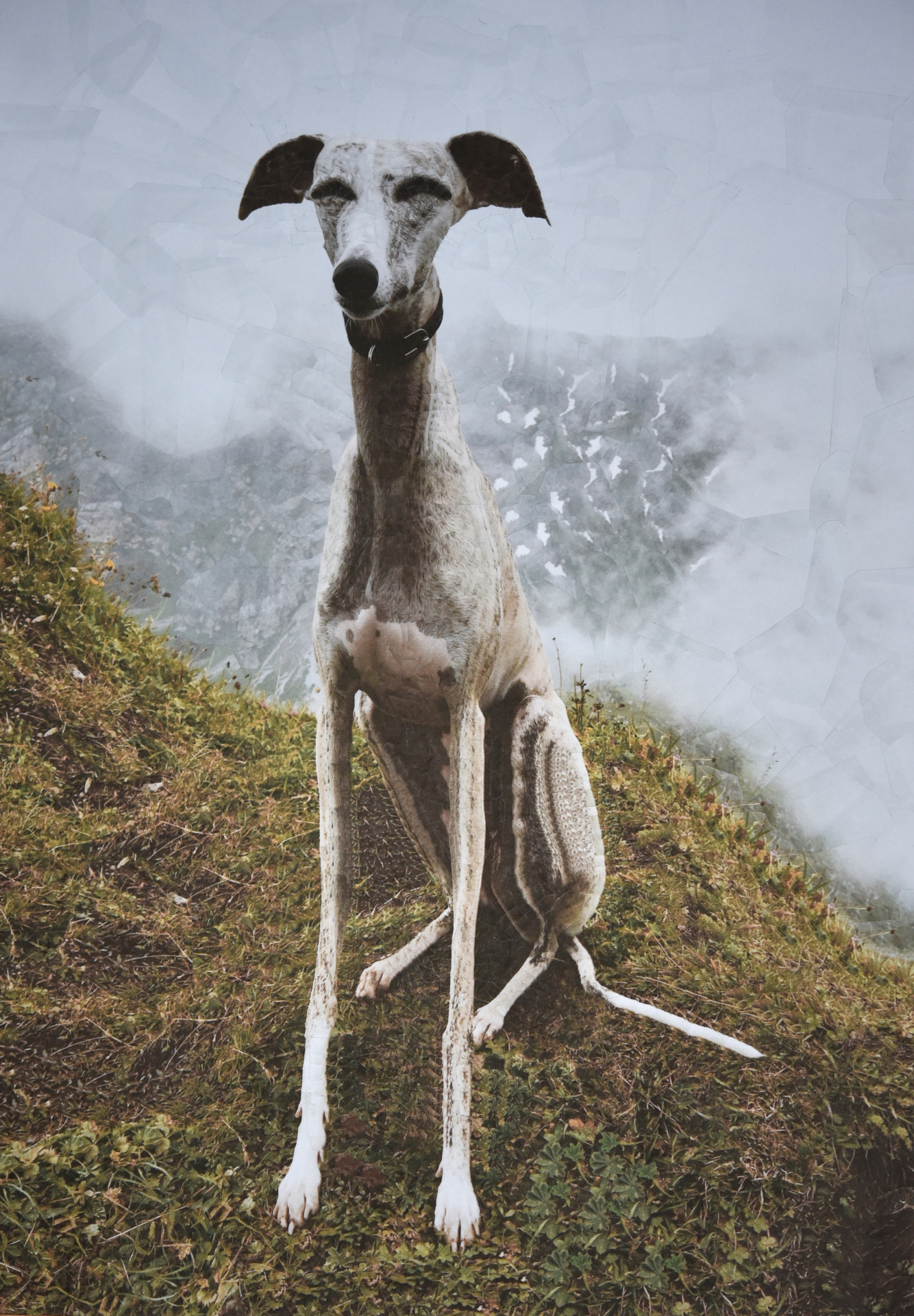 Tollak, 2019, 16.5 x 11.5 inches