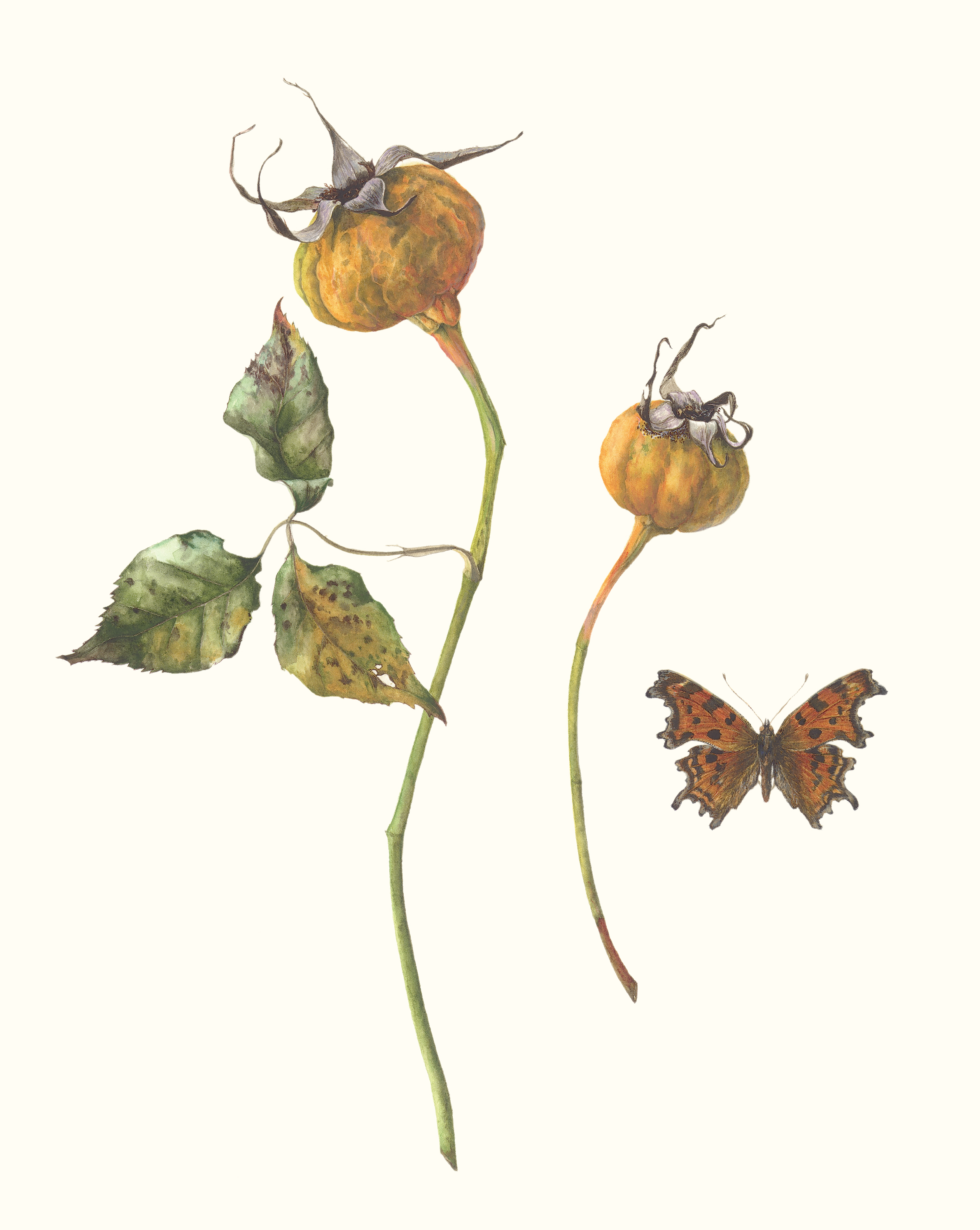 Buff beauty and comma