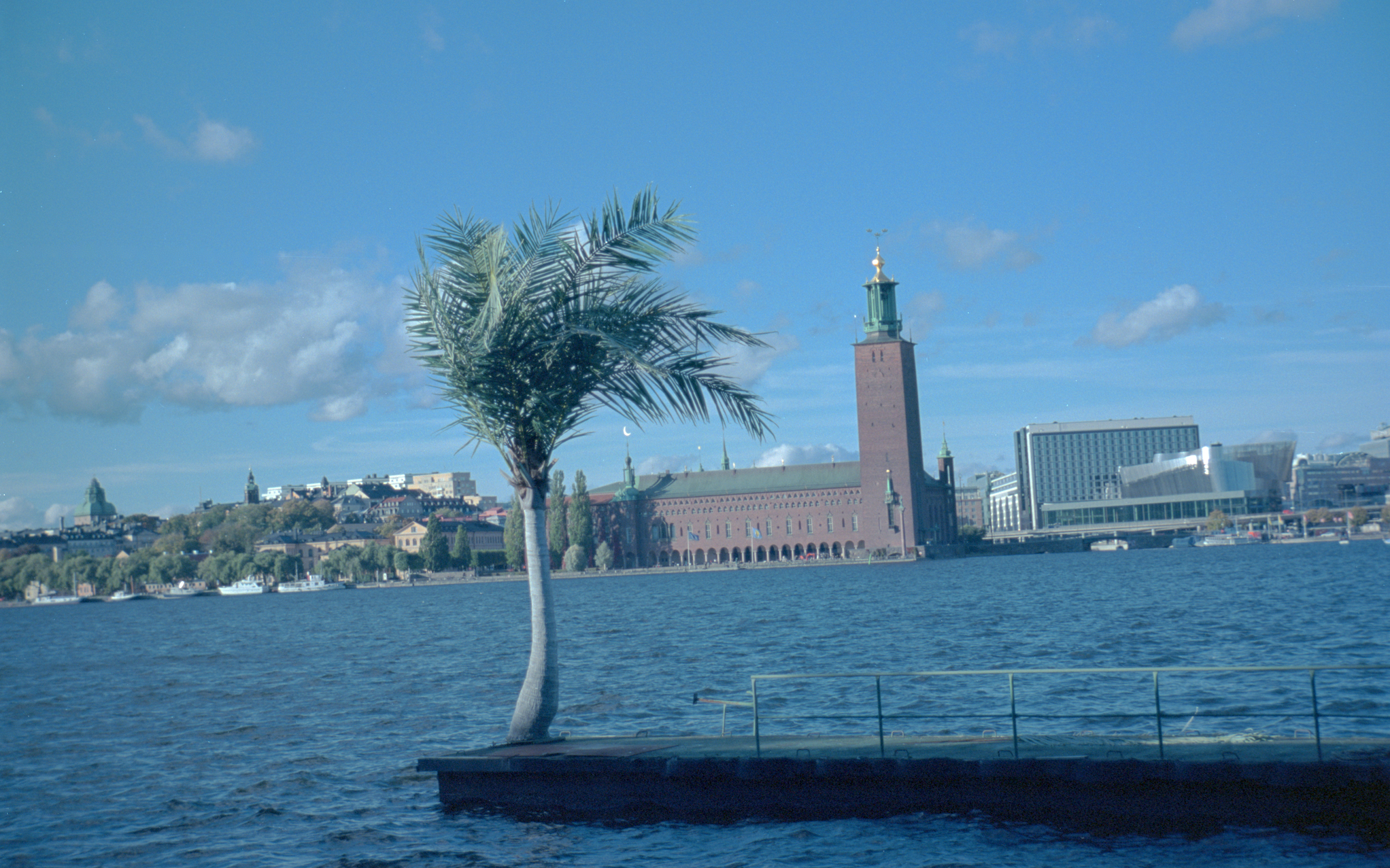 Stockholm Palmtree